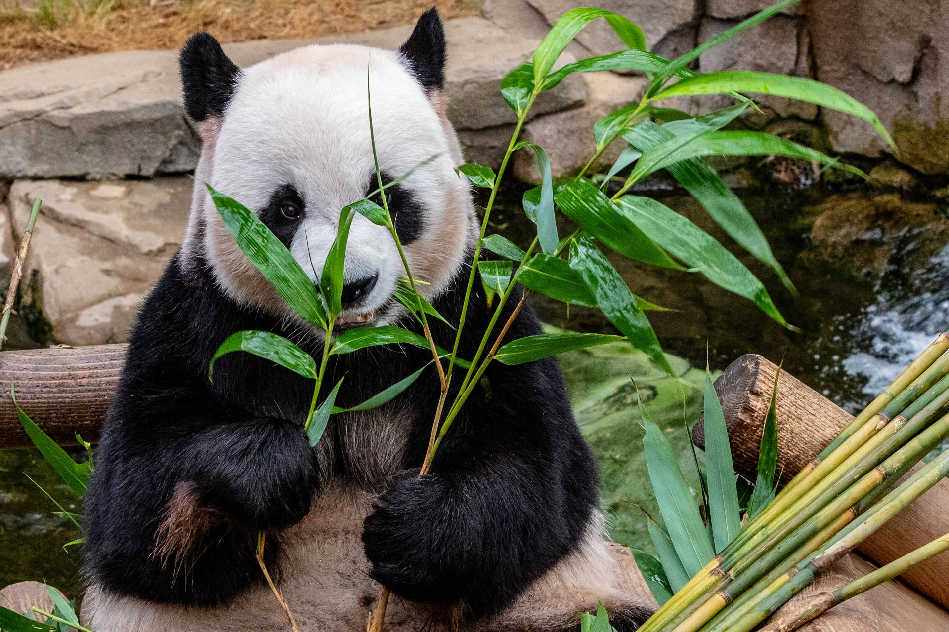 Panda spiser bambus — Panda Bakgrunner