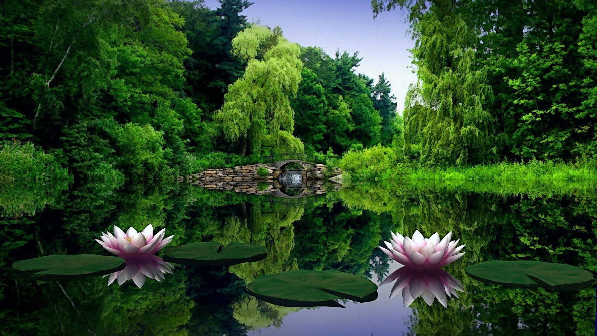 1920x1080 Full HD Natur Vannlilje Bakgrunner