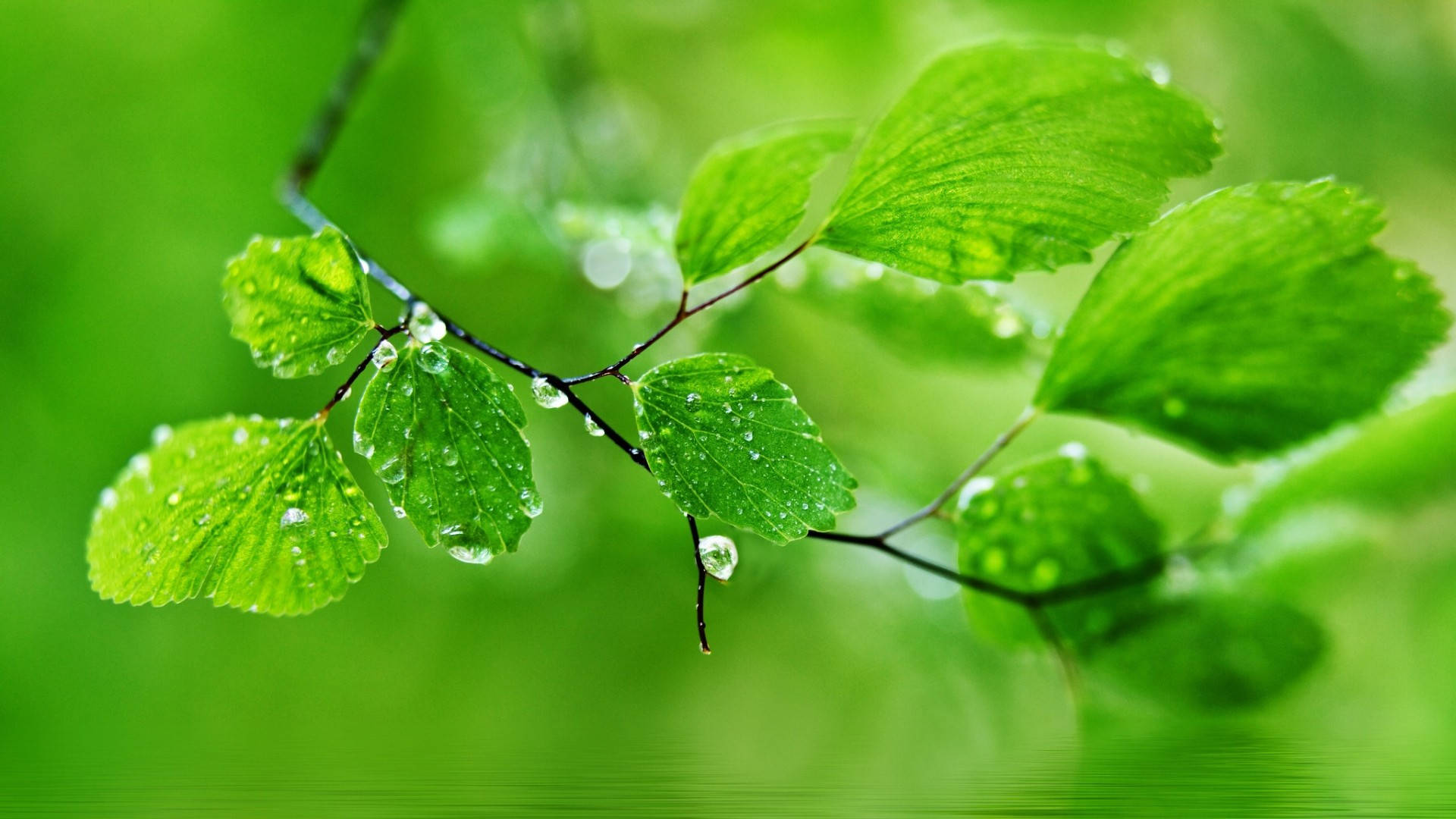 1920x1080 Full HD Natur Våte Grønne Blader Bakgrunner
