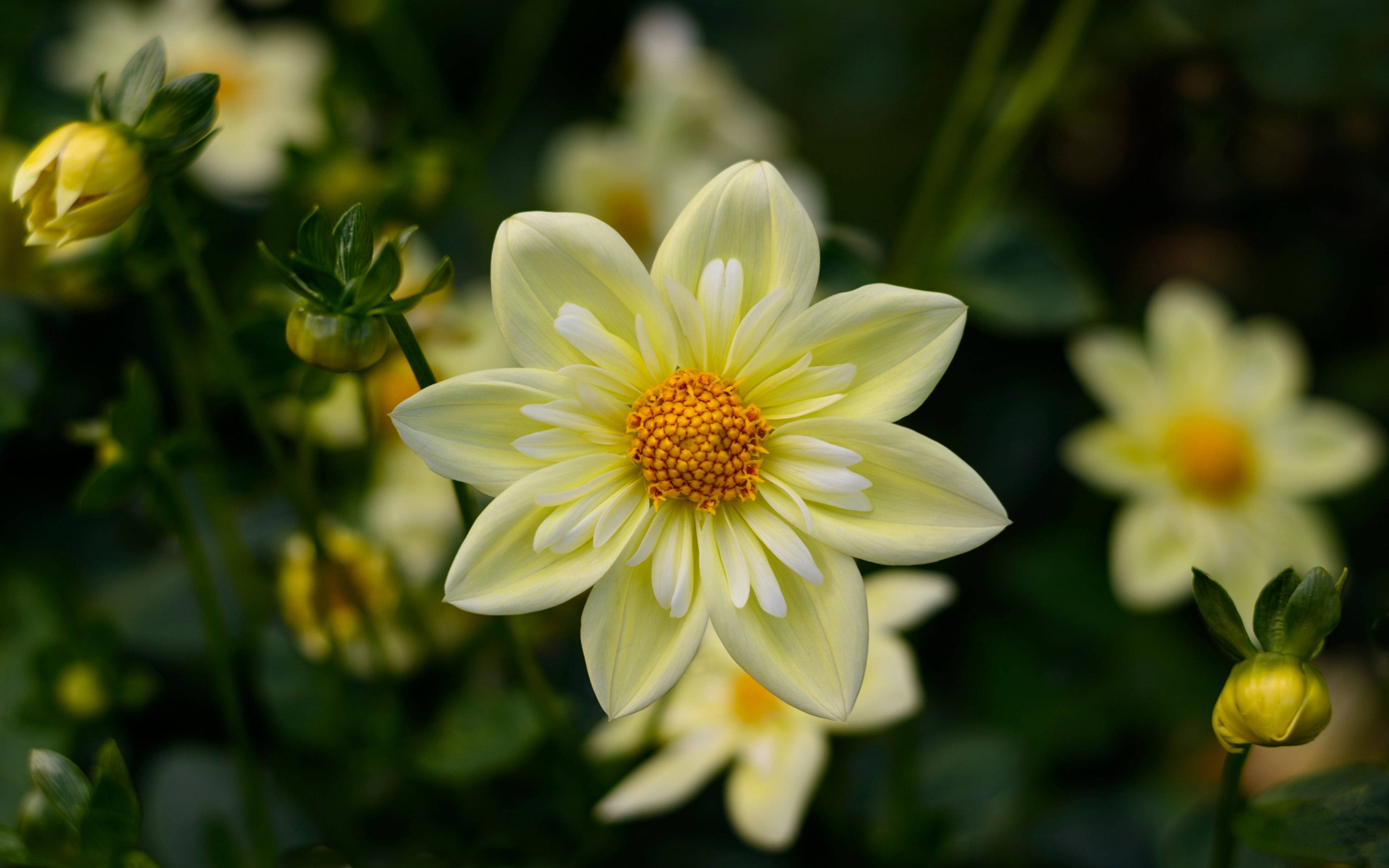 1920x1080 HD Blomst Dahlia Bakgrunner