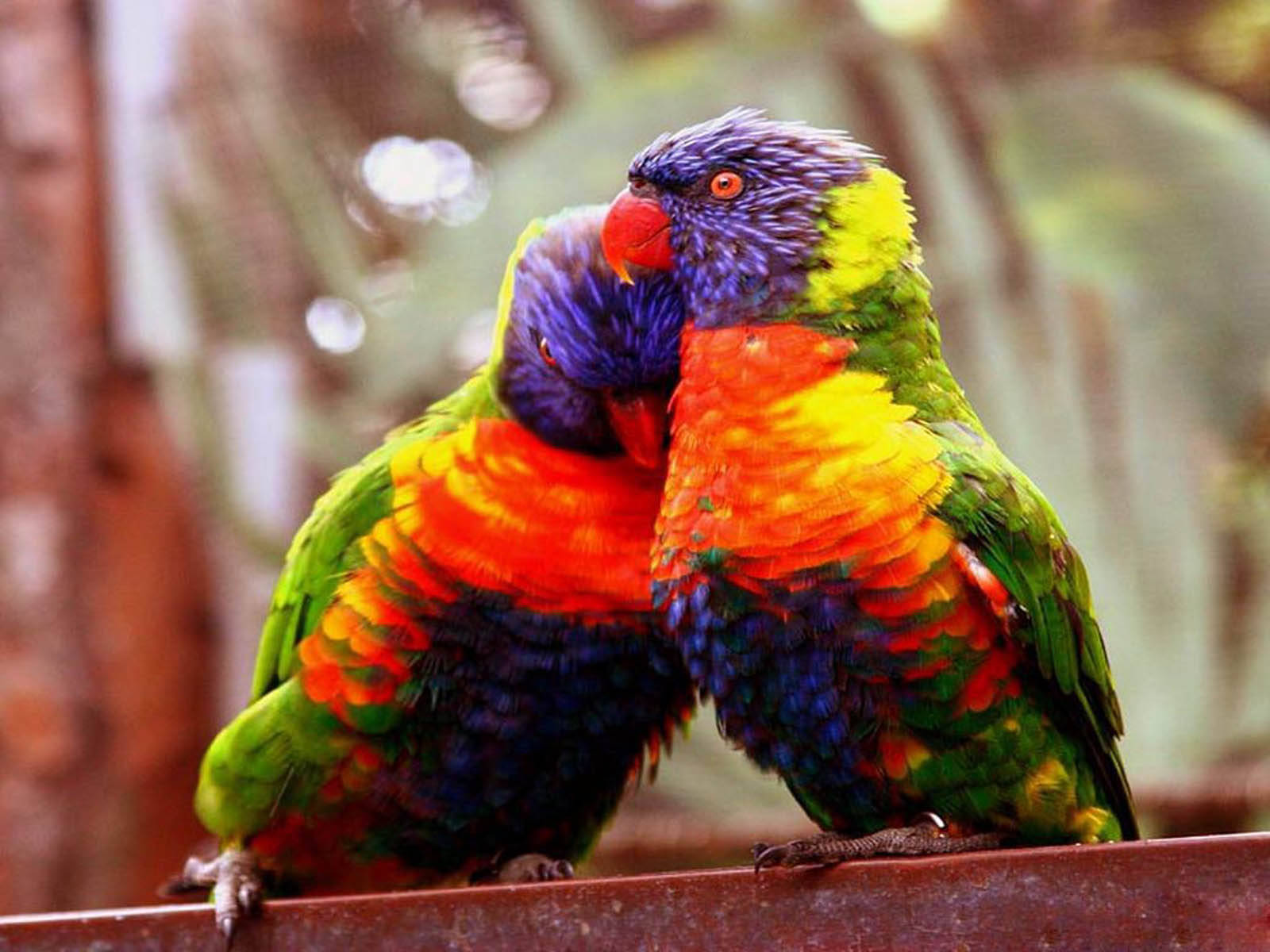 1920x1080 HD Fargerike Loriini-fugler Bakgrunner