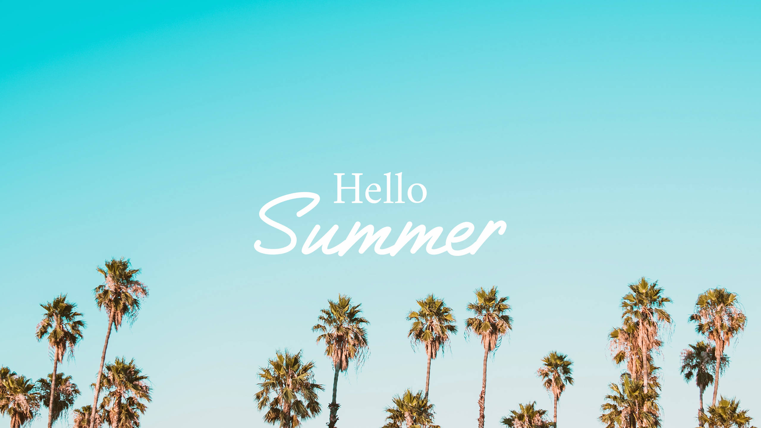 2560x1440 Sommerpalmer Bakgrunner