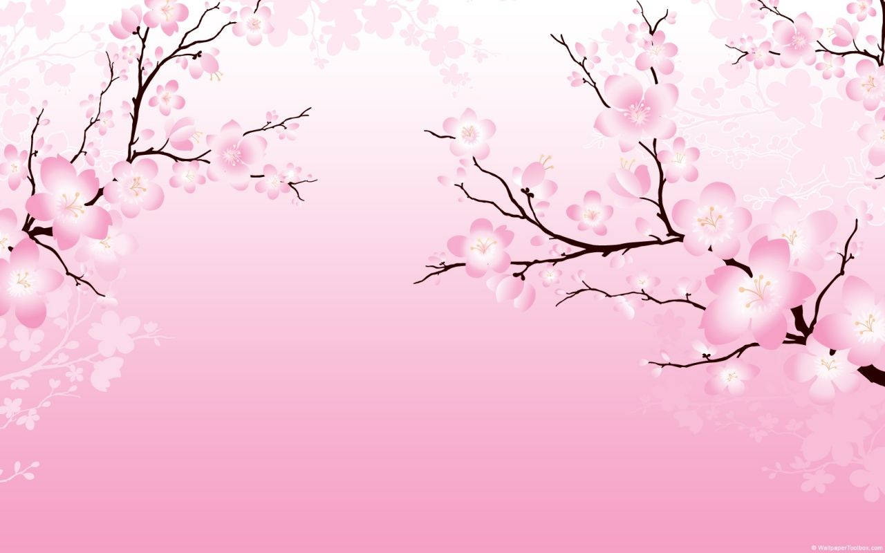2D Kirsebærblomst Bakgrunner