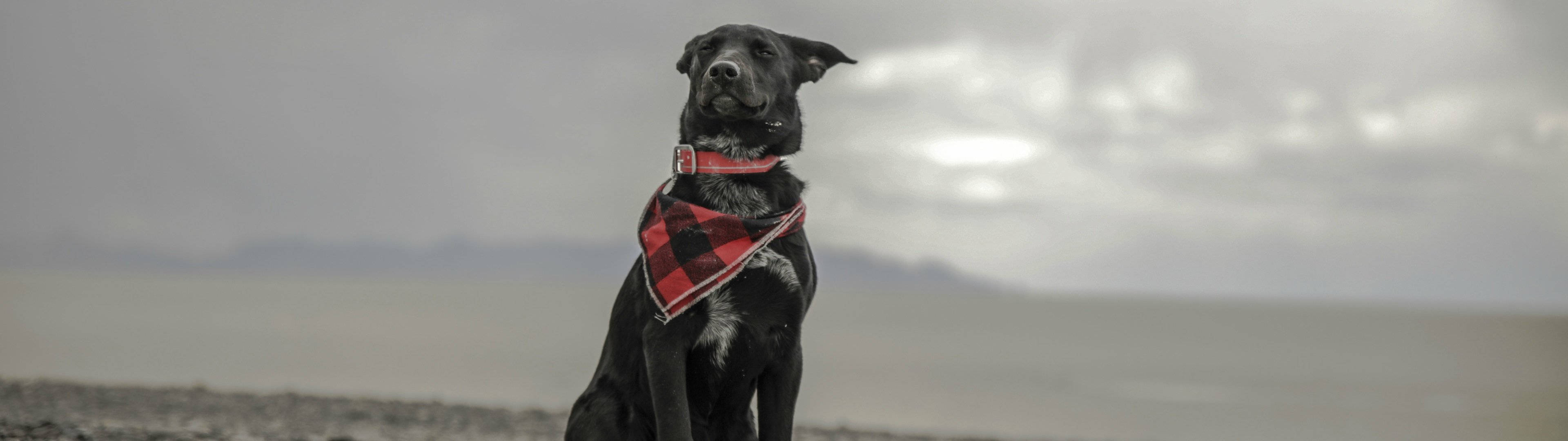 3840x1080 4K Hund med Skjerf Bakgrunner