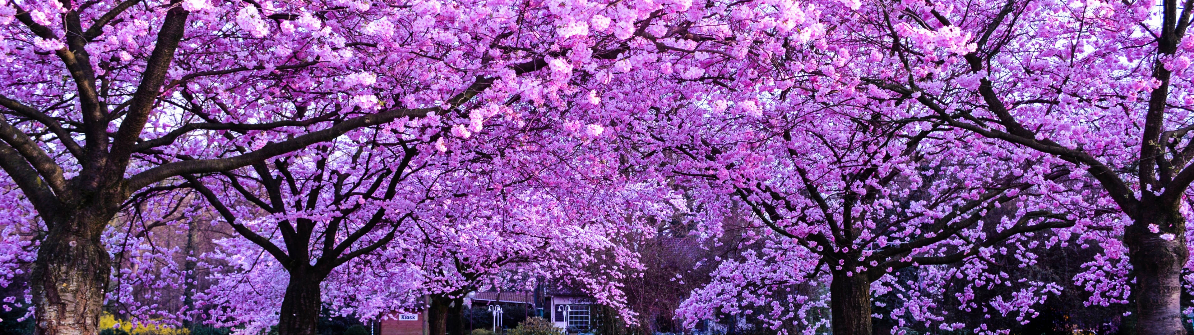 3840x1080 4K Kirsebærblomsttrær Bakgrunner