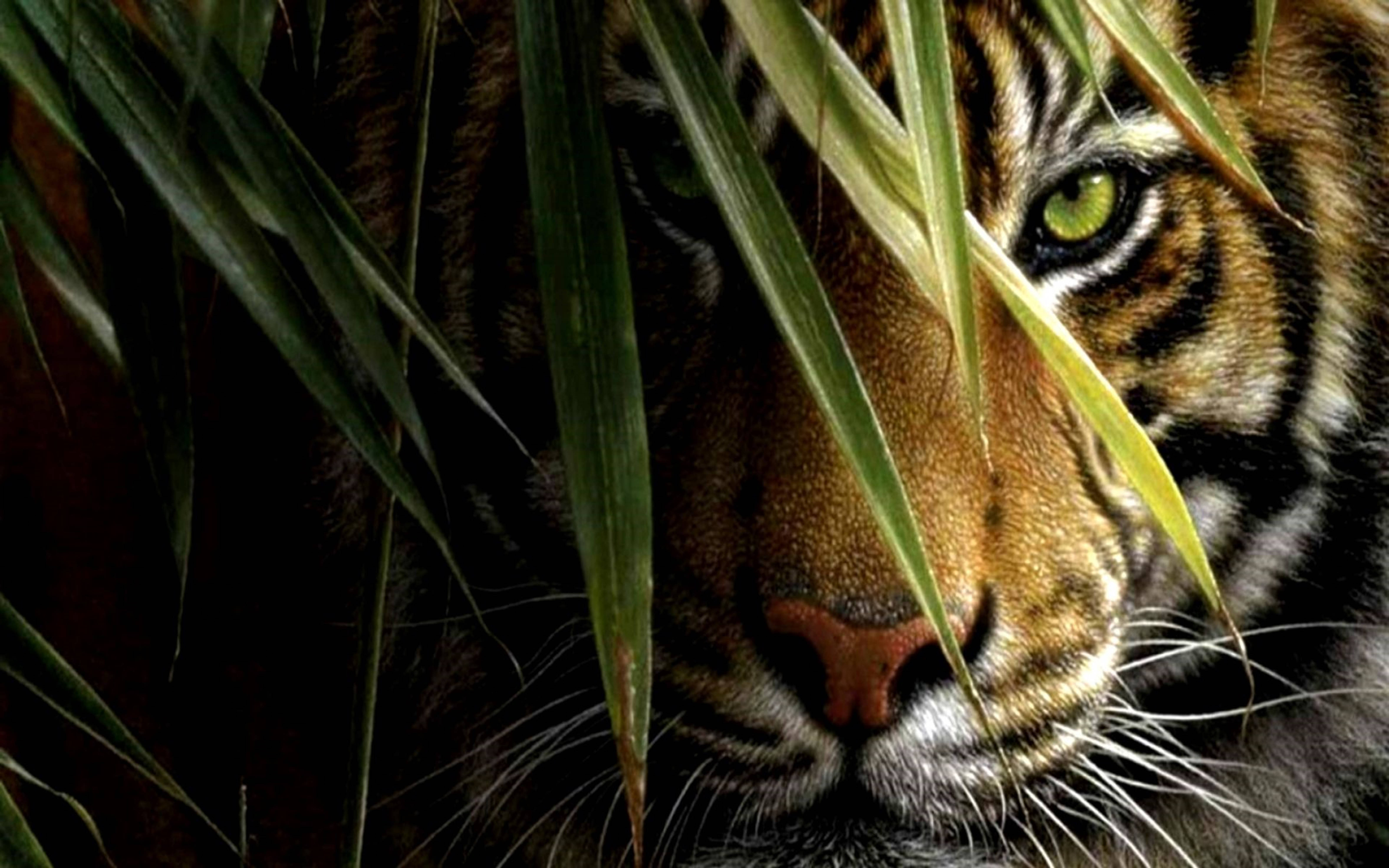 3D HD Stirrende Tiger Bakgrunner