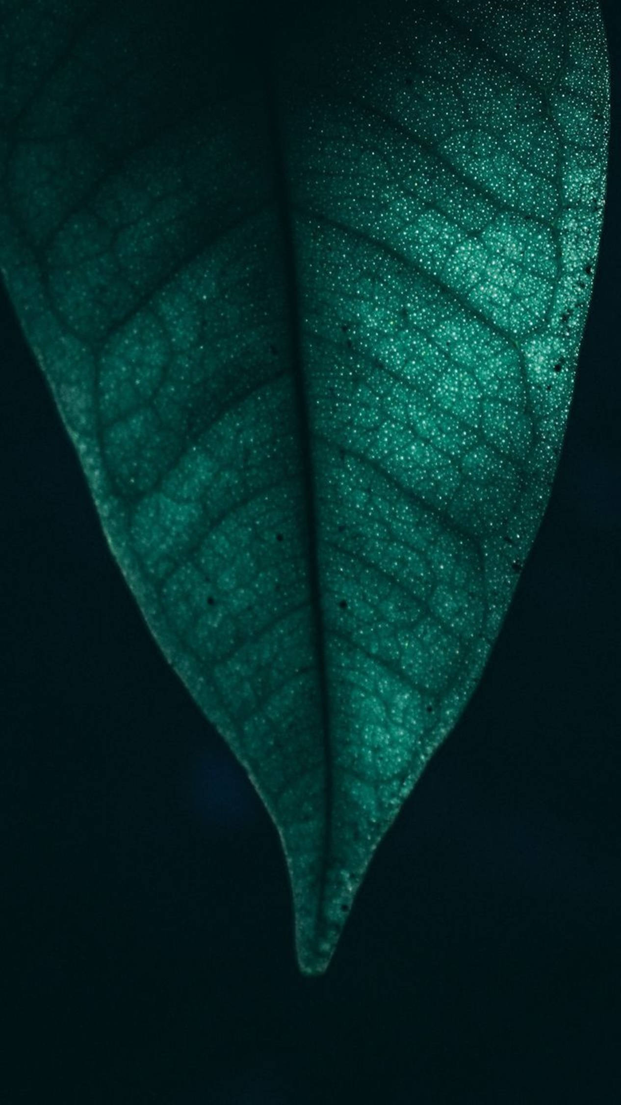 4K Android Mikroblad Bakgrunner