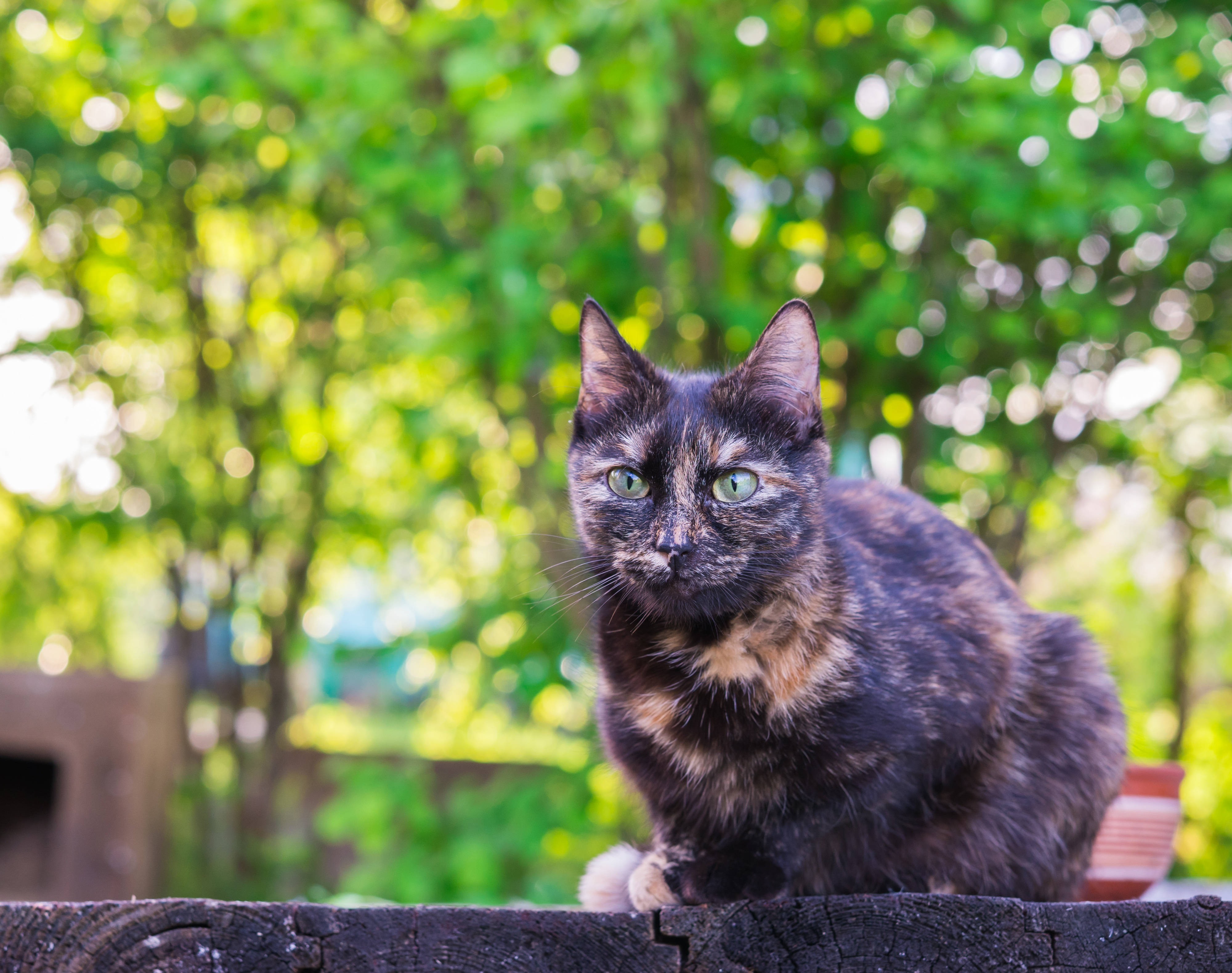 4K Grønne trær og svart katt Bakgrunner