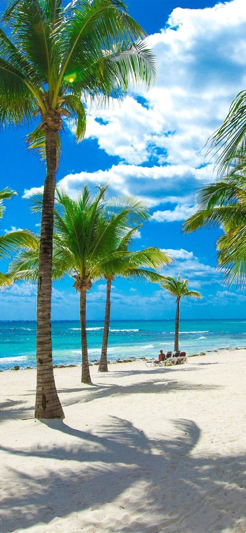 4K iPhone Kokospalmer Ved Strandkanten Bakgrunner