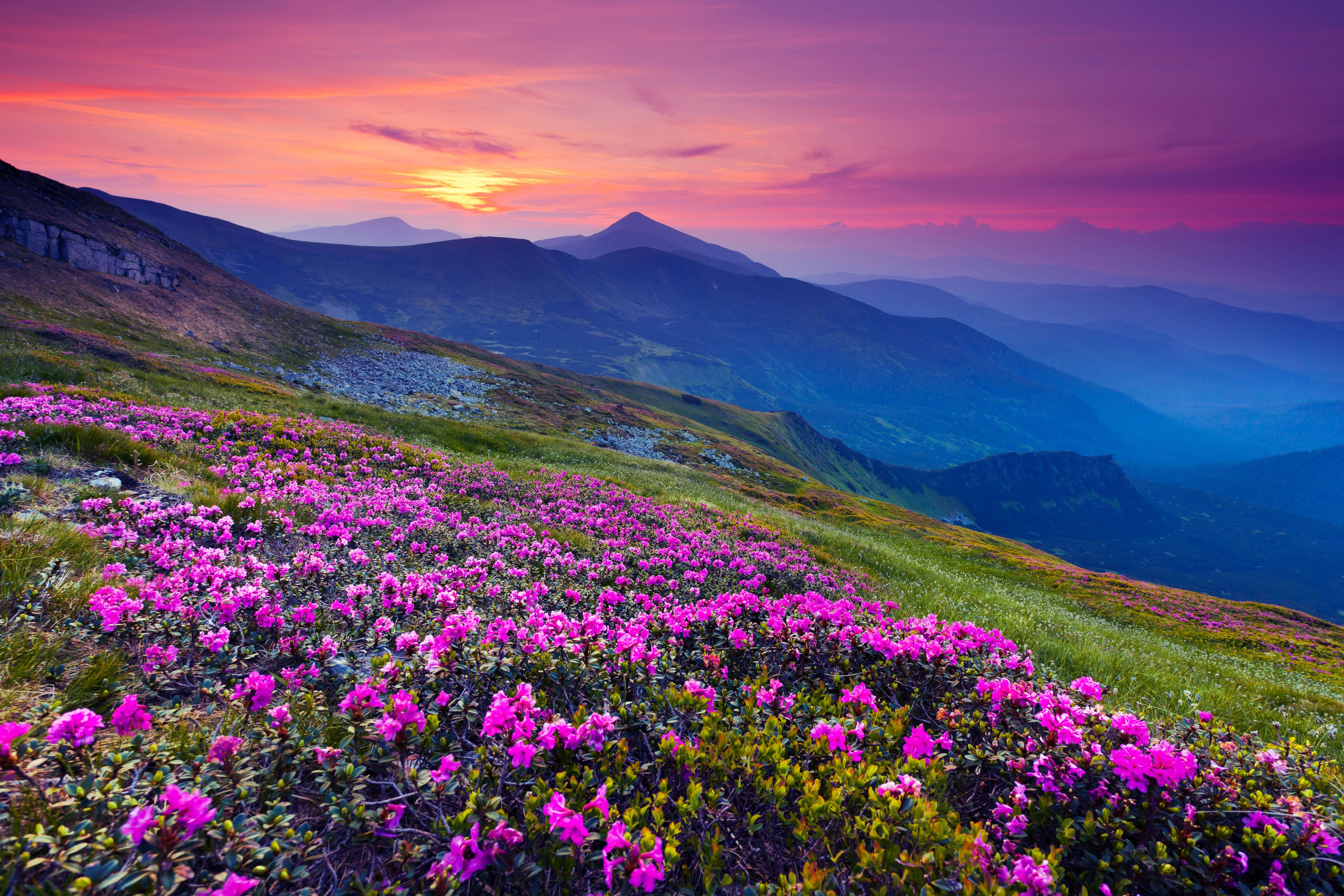 4K Landskap Lilla Solnedgang Blomst Bakgrunner