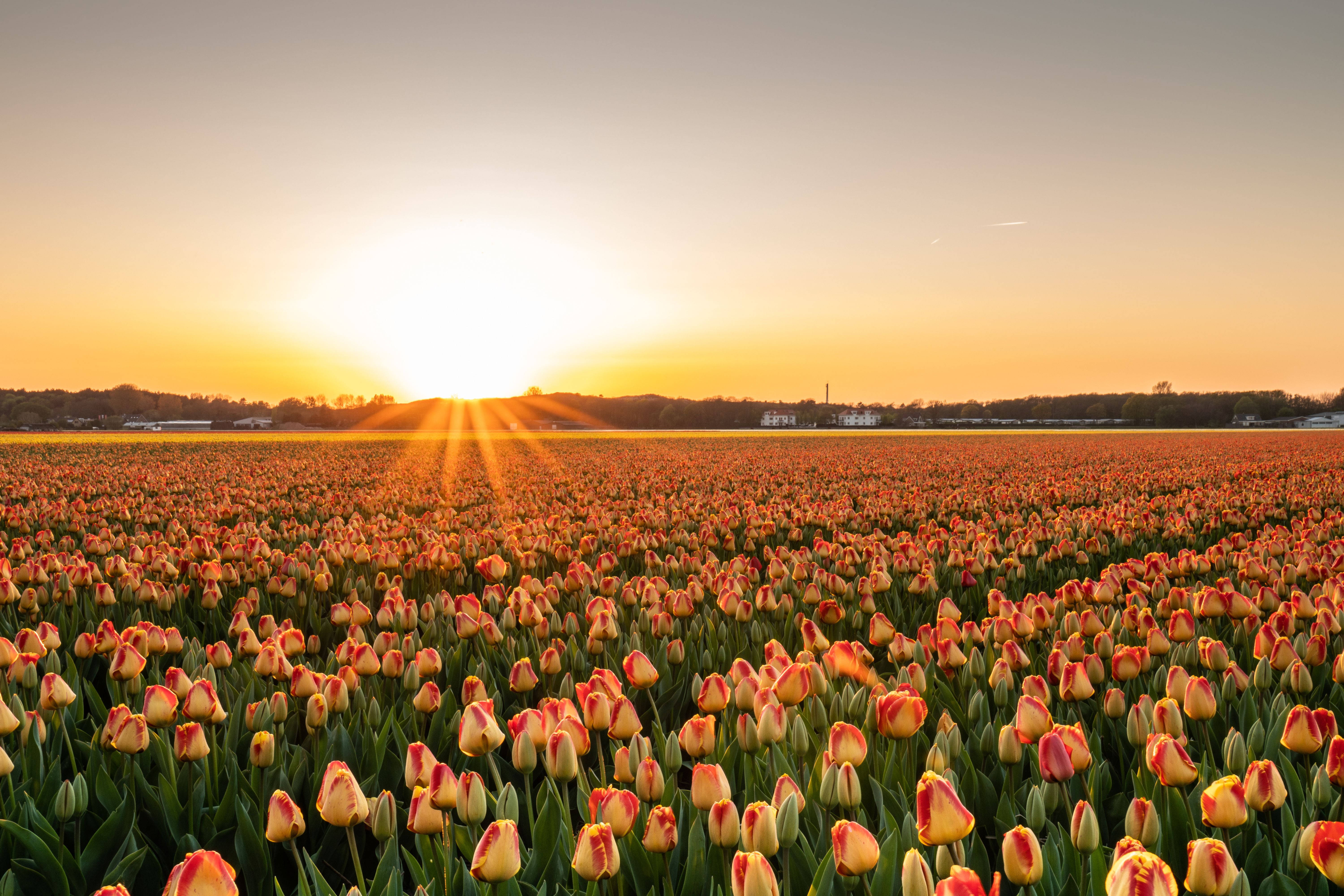4K Landskap Tulipan Solnedgangshage Bakgrunner
