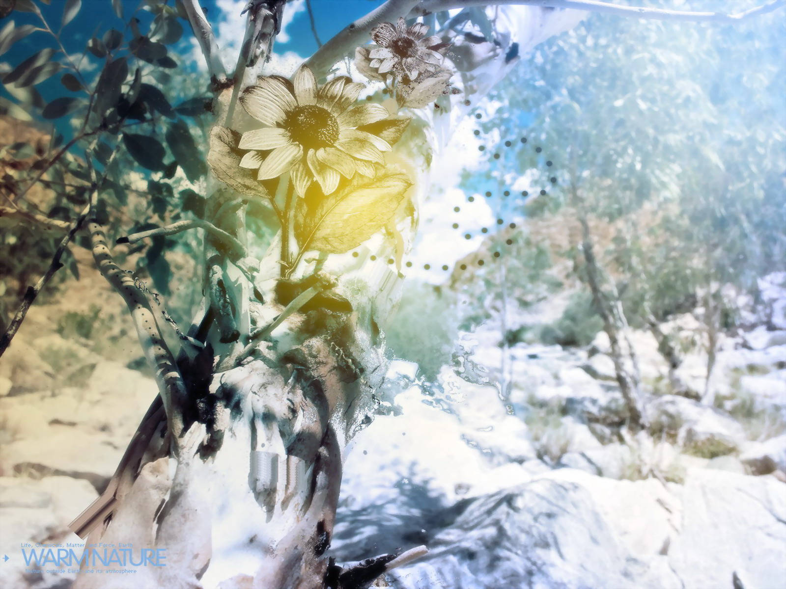 4K Natur Blomst Og Snø Bakgrunner