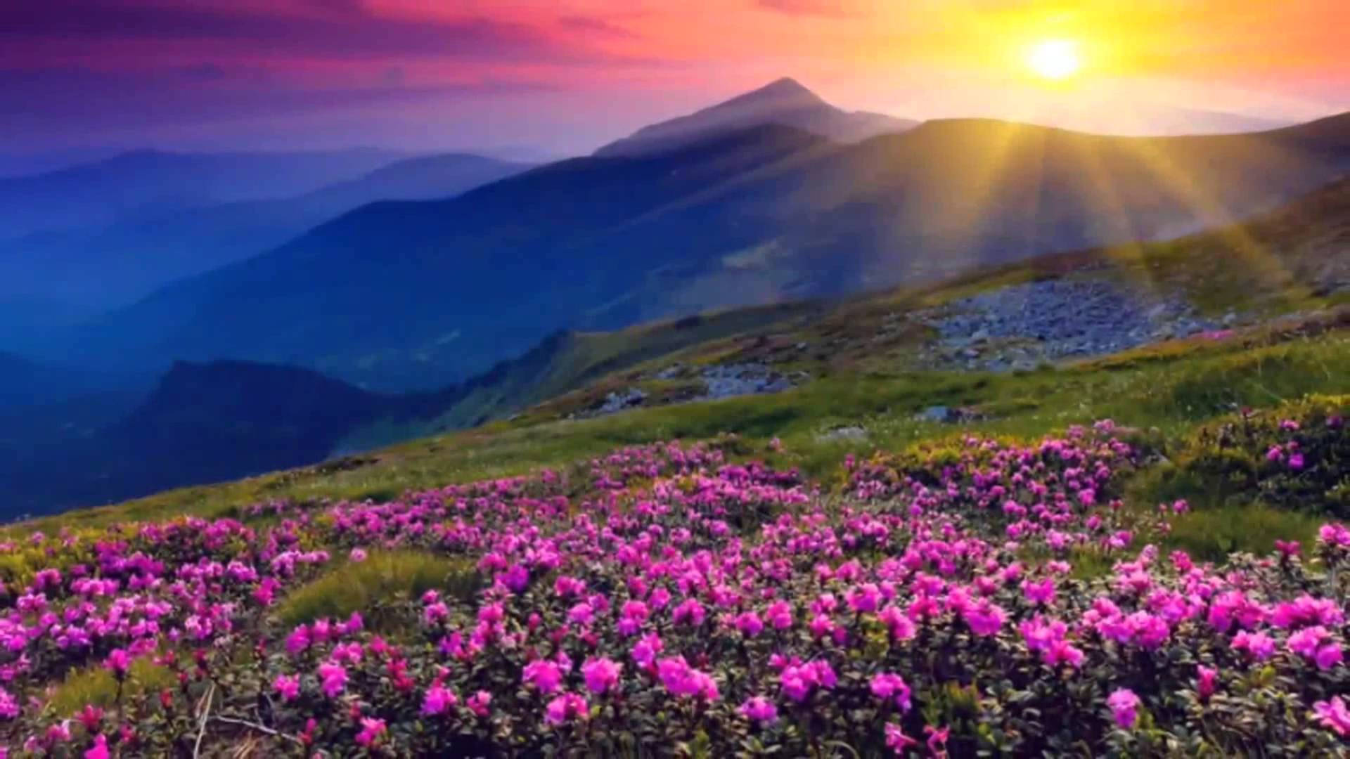 4k Natur Blomster Og Soloppgang