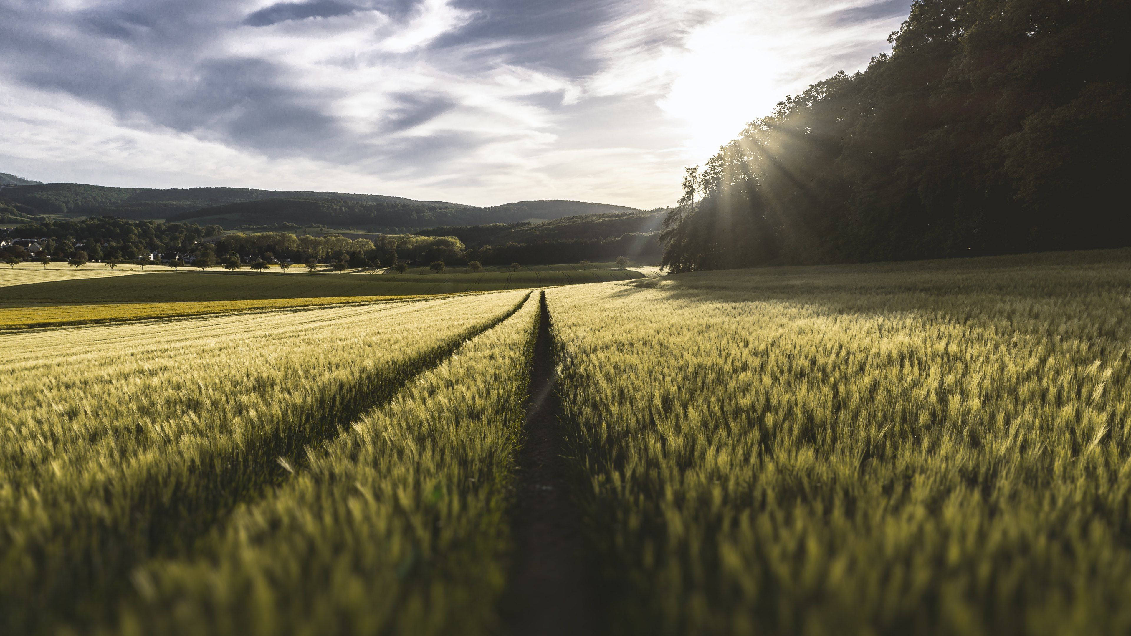 4K Natur Enger og Sollys Bakgrunner