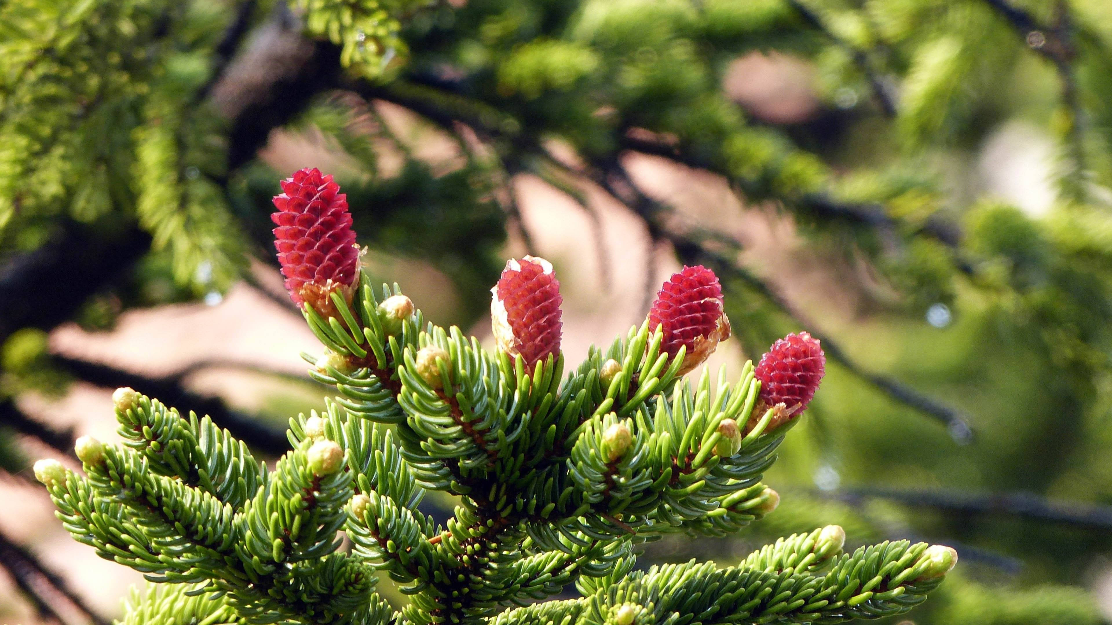 4K Natur furutre Bakgrunner