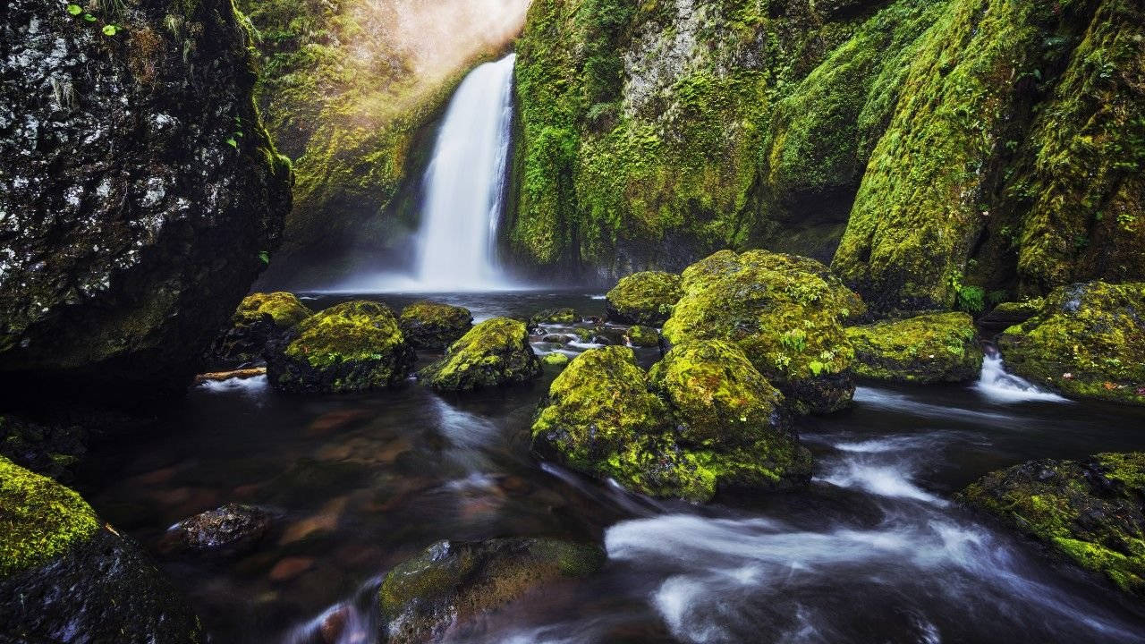4K Natur Mosekledde Steiner Bakgrunner