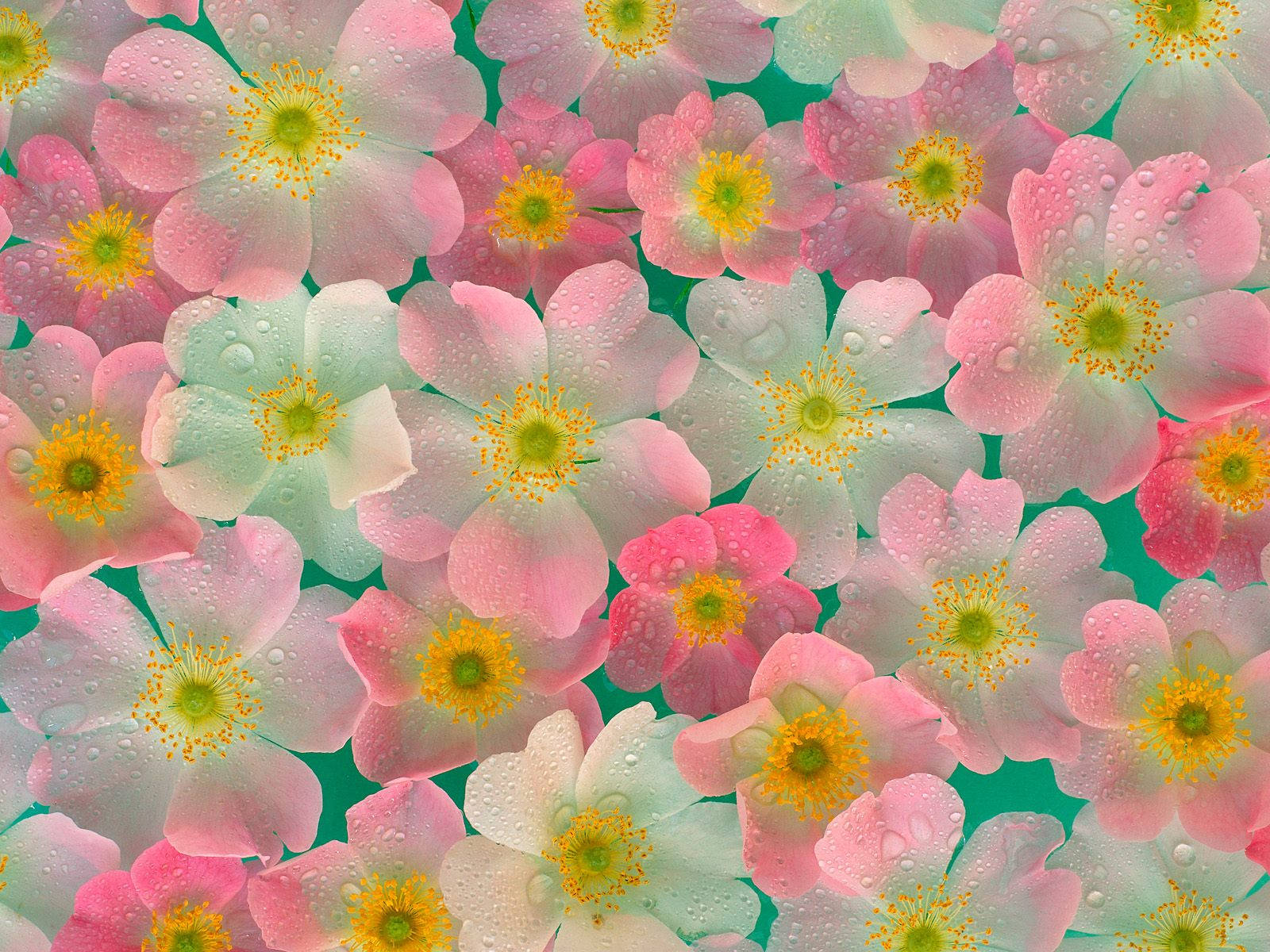4K Natur Rosa Blomster Bakgrunner