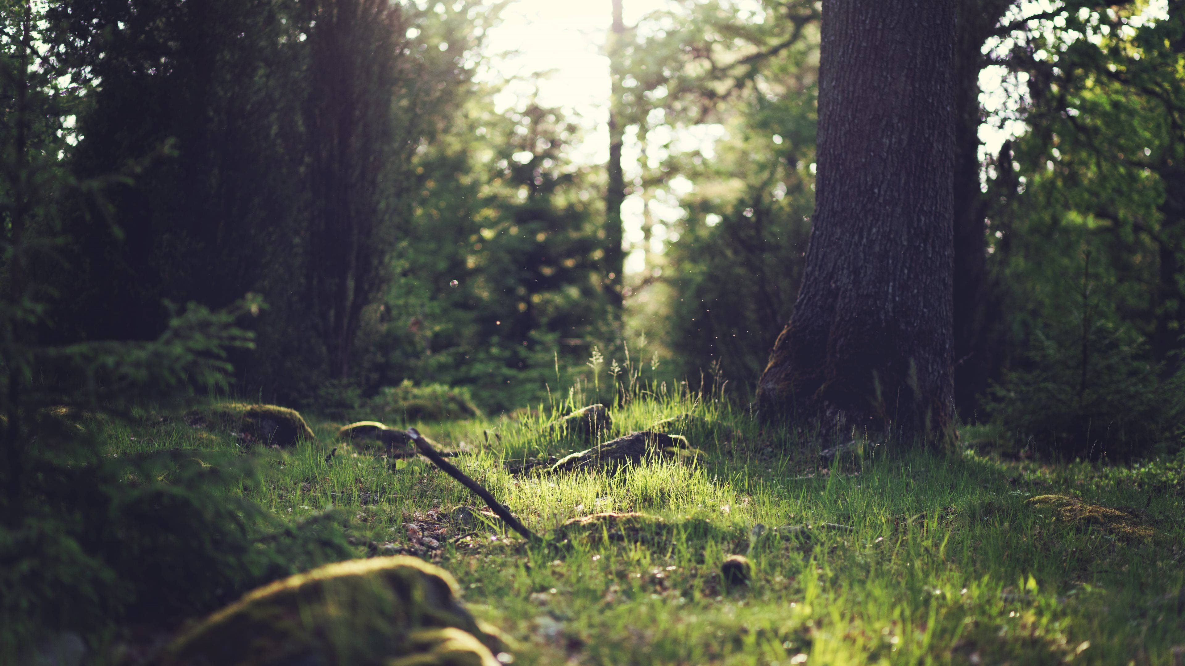 4K Natur skogbunn Bakgrunner