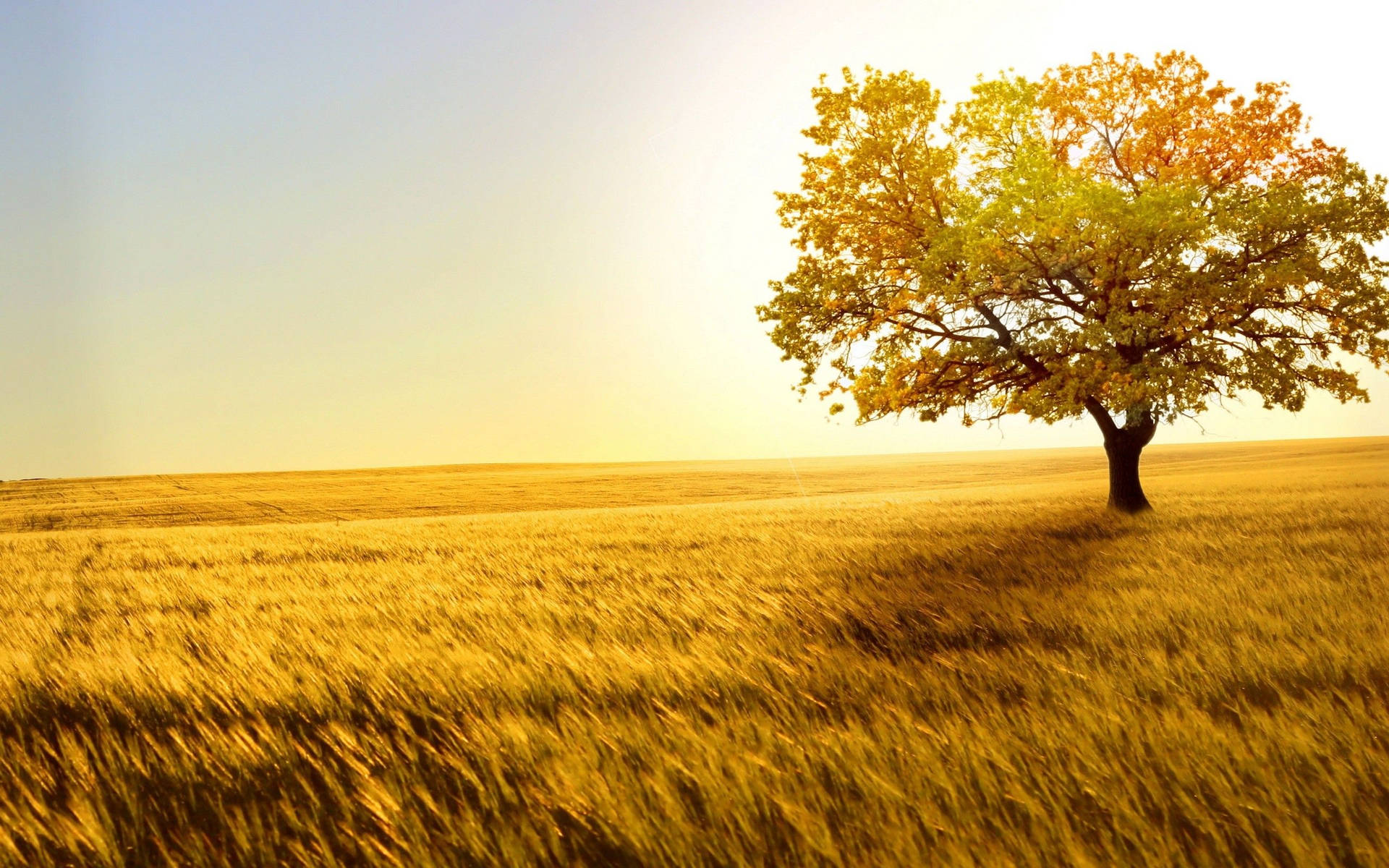 4k Natur Tre