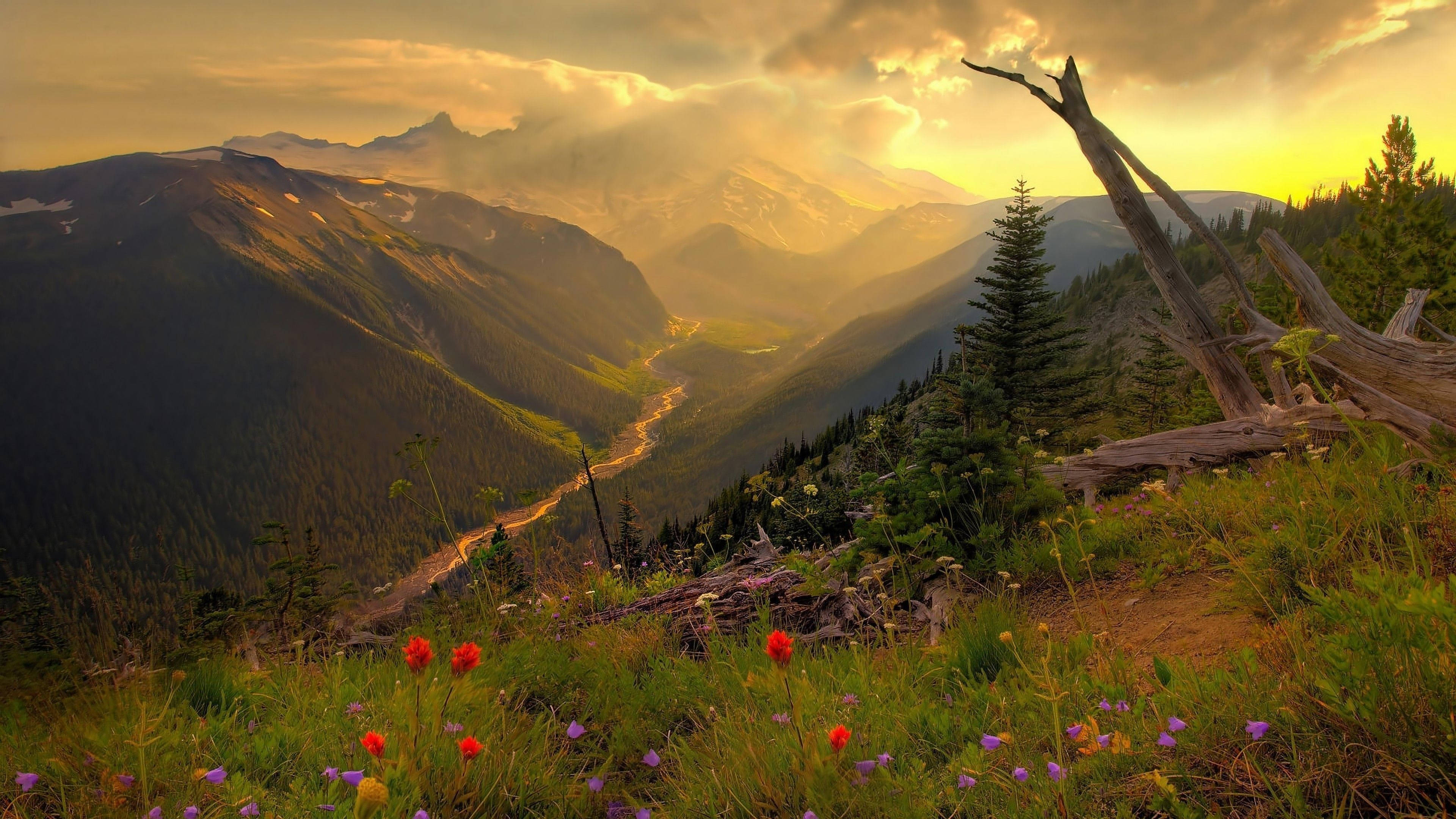 4K Naturblomster på fjellet Bakgrunner