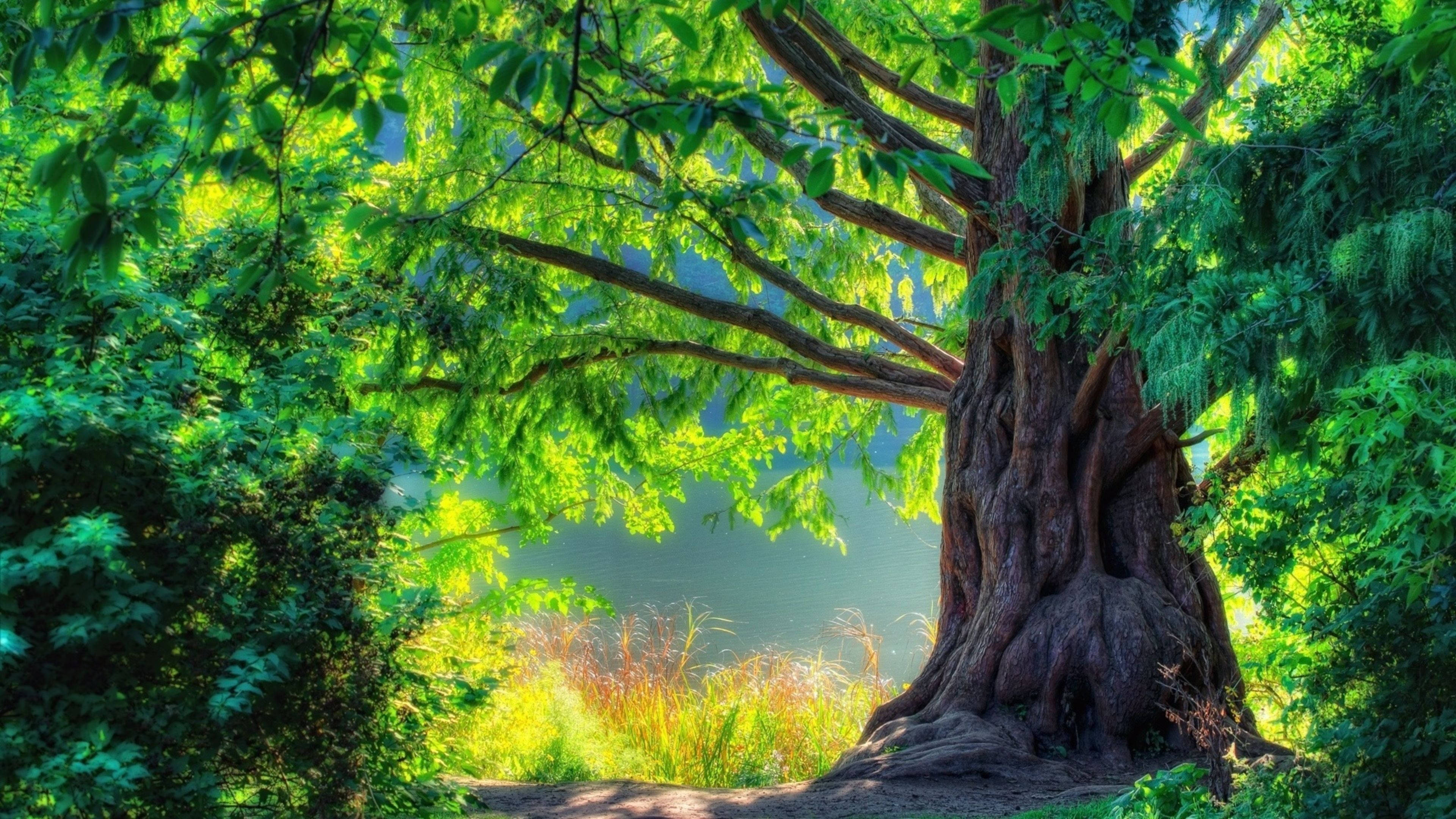4K Nature Stort Tre Bakgrunner