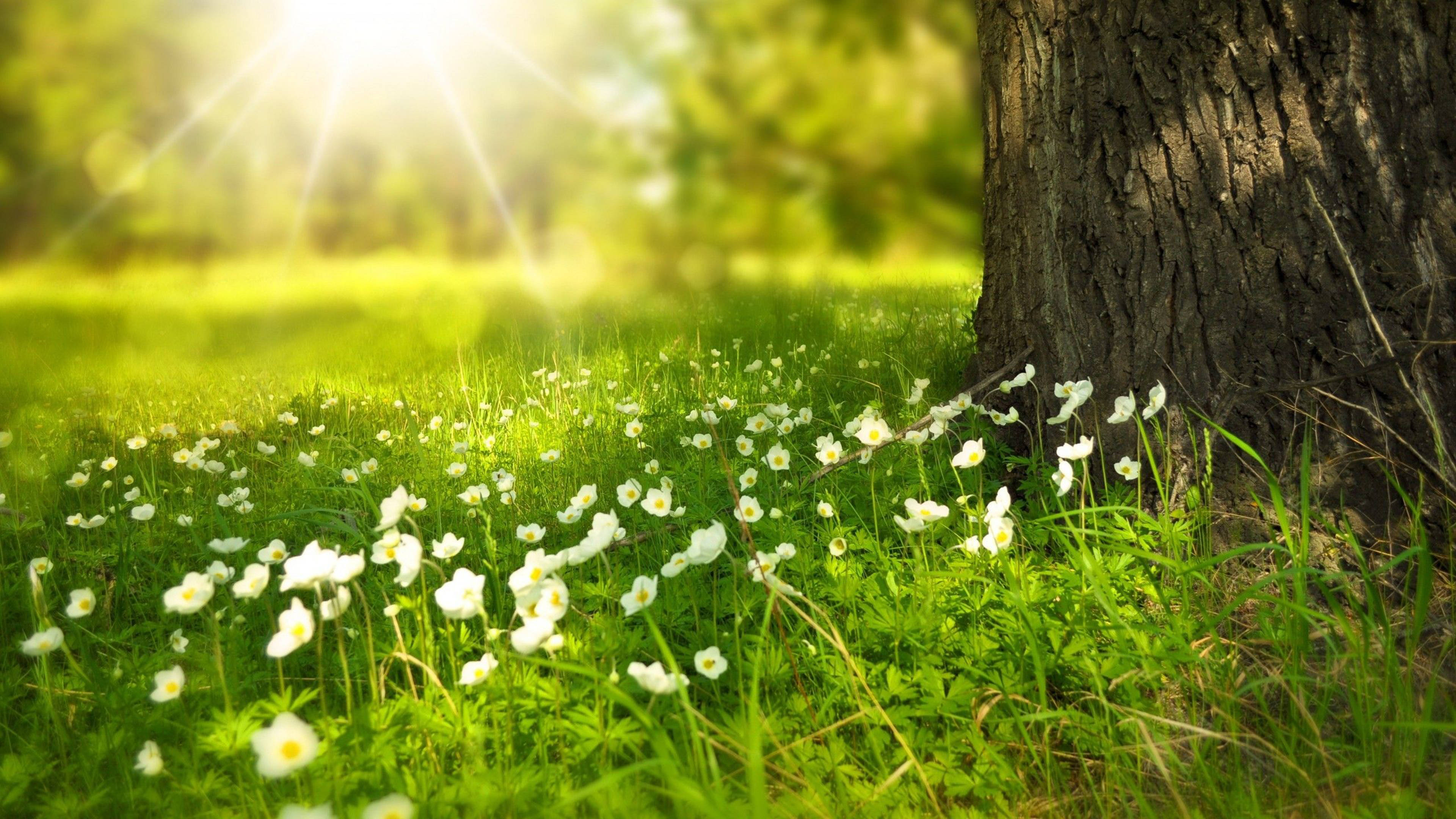4K Vårblomster på blomstrende tre Bakgrunner