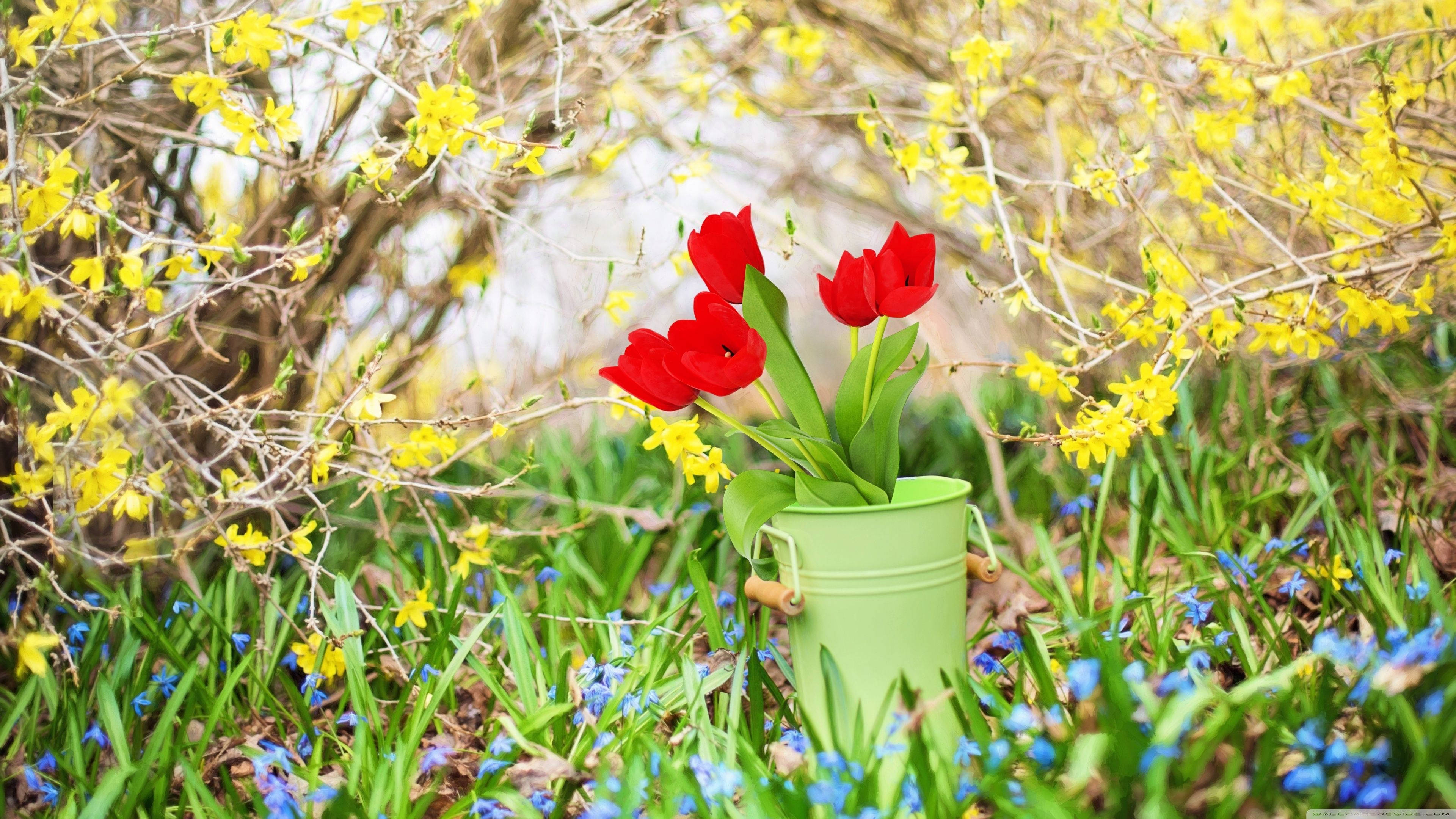 4K Vårroser og gule blomster Bakgrunner