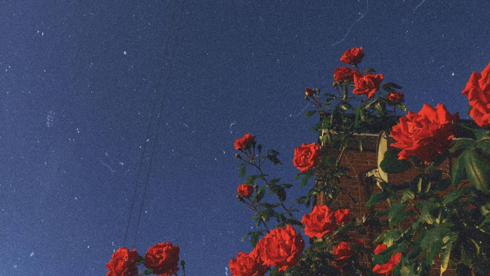 90-talls blomsterestetikk roser Bakgrunner