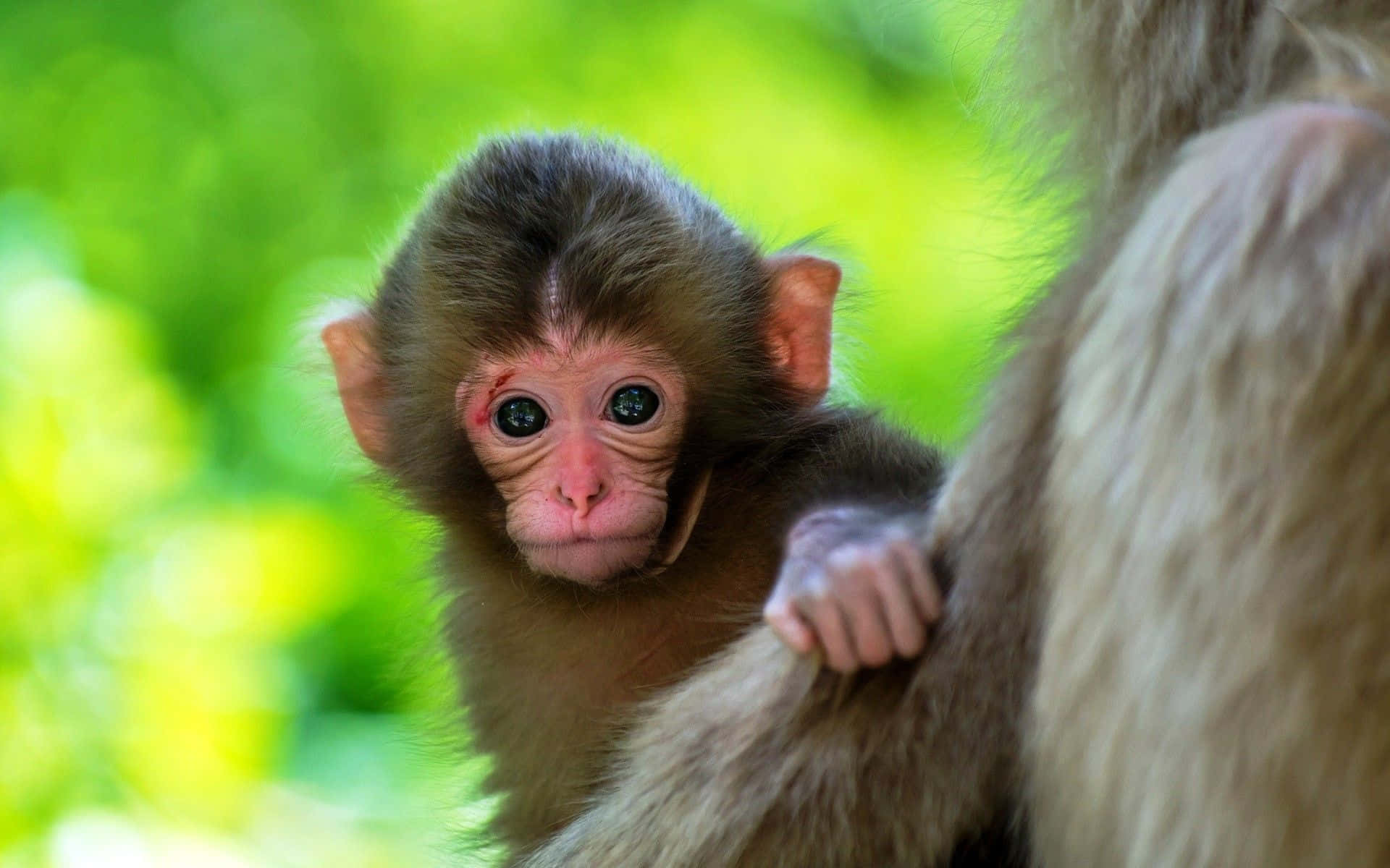 Ååå! Søt babyape Bakgrunner
