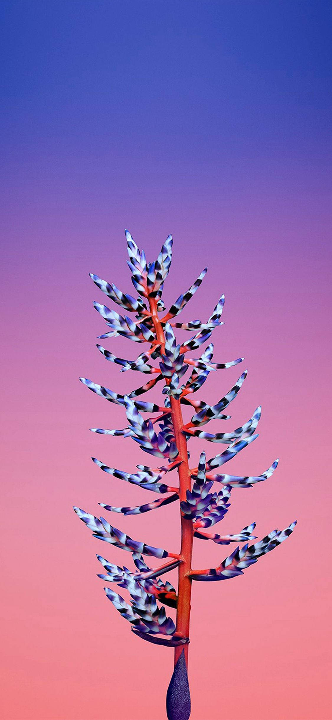 Aechmea-blomst Apple Bakgrunner