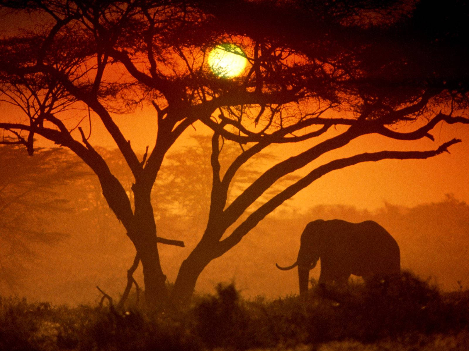 Afrikansk elefant silhuett ved solnedgang Bakgrunner