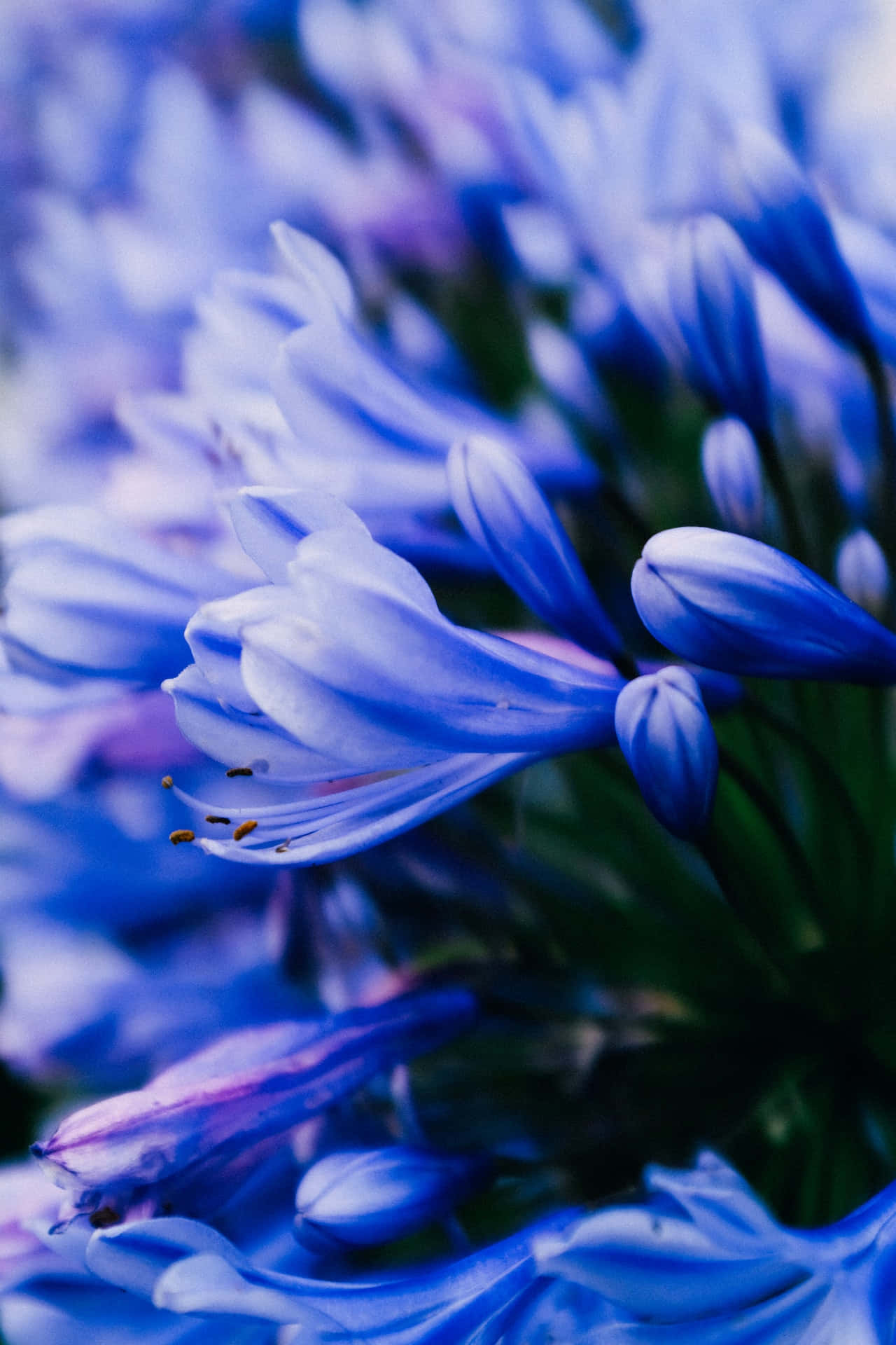 Afrikansk lilje blå blomster telefon Bakgrunner