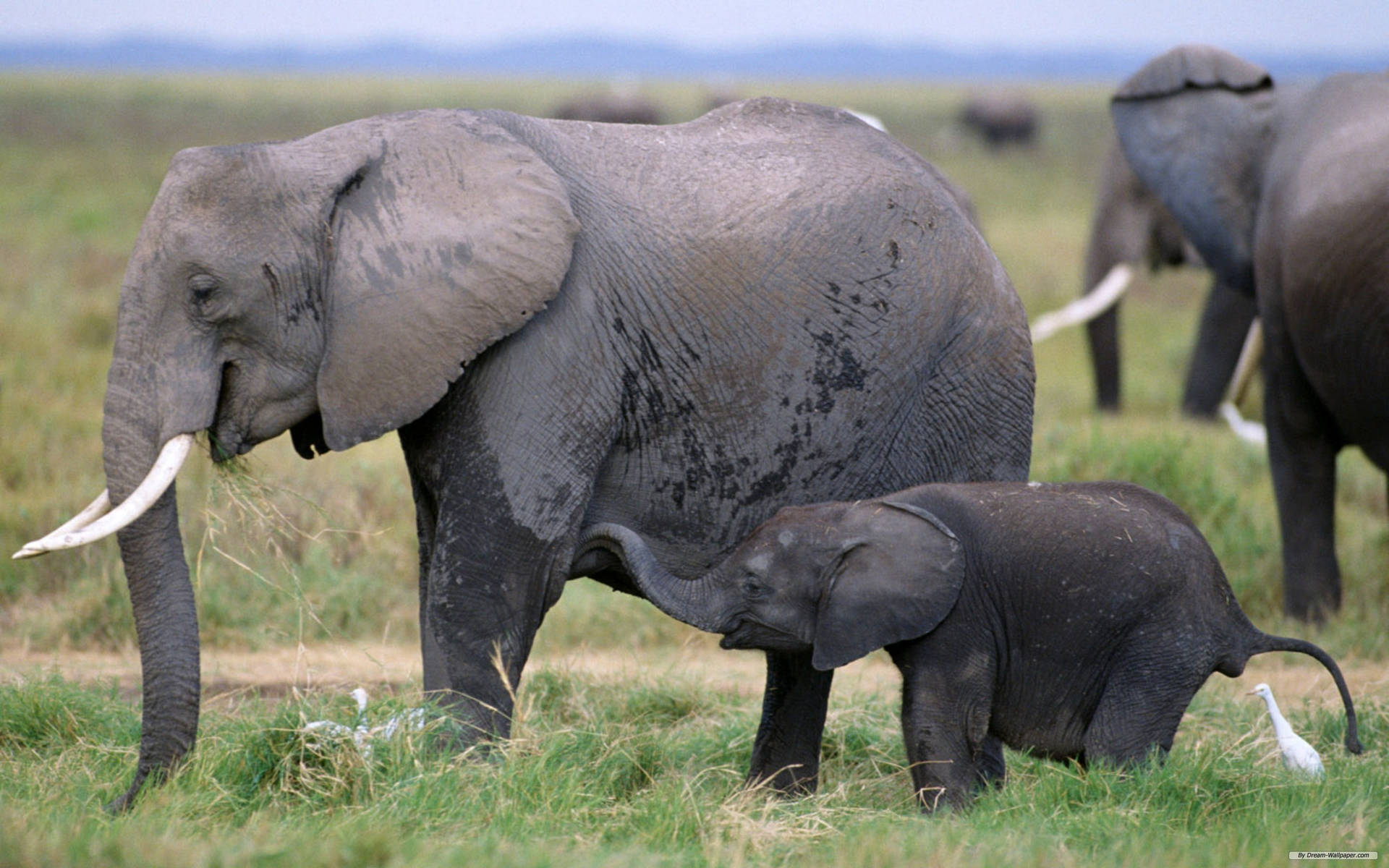 Afrikansk mor-elefant med kalven sin