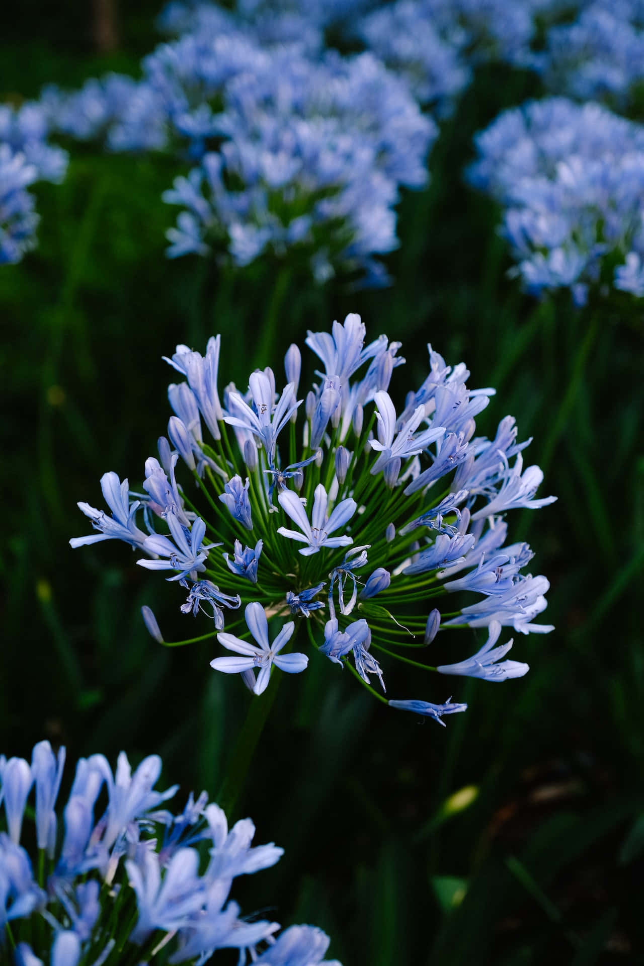 Afrikanske liljer blå blomster på telefon Bakgrunner