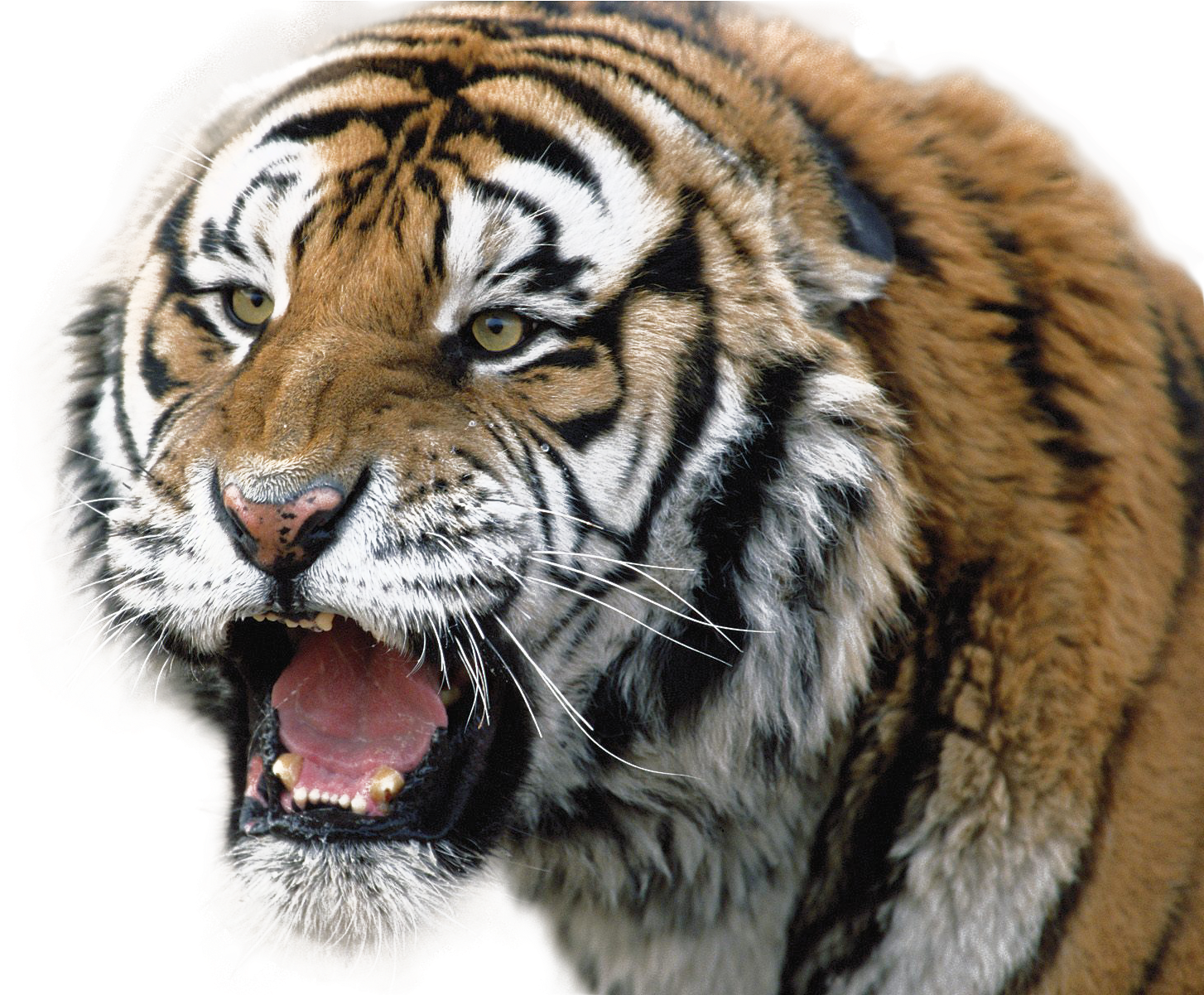 Aggressiv tiger som knurrer Bakgrunner