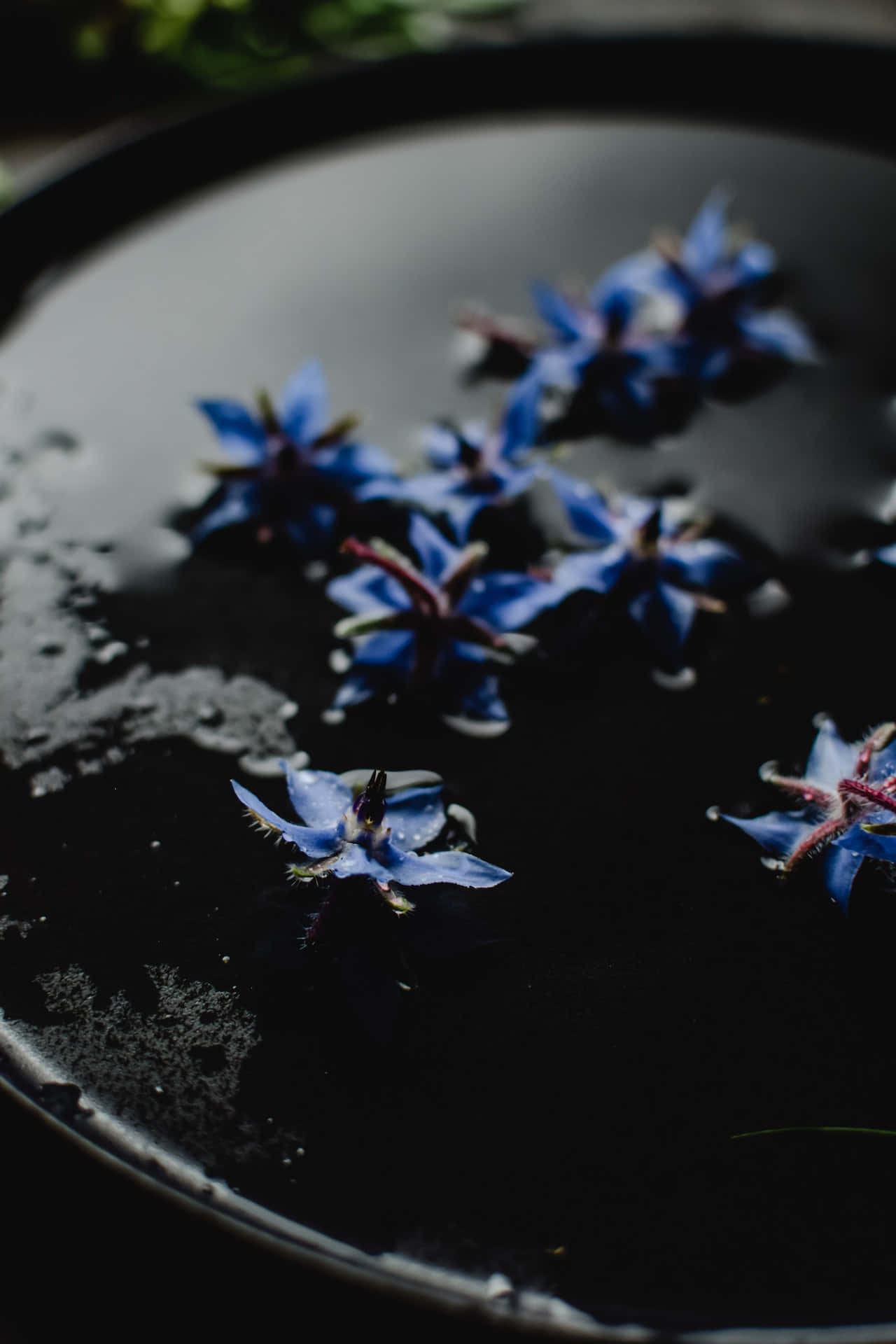 Agurkurt blå blomster telefon Bakgrunner