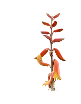 Aloe Vera som blomstrer Bakgrunner