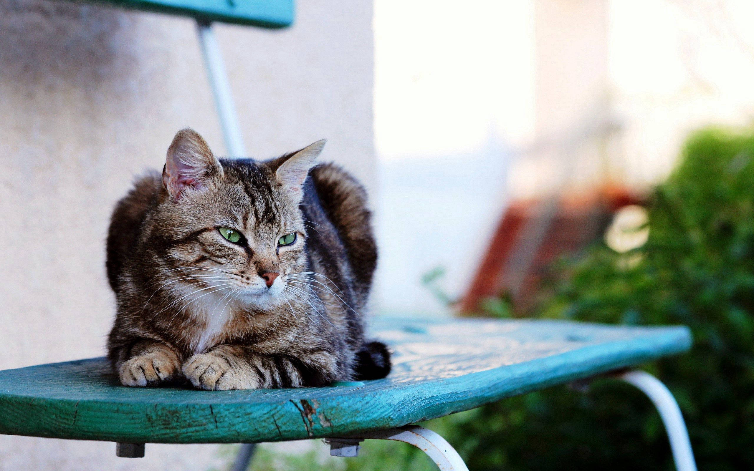 Alvorlig katt bestemt på å nå målene sine Bakgrunner
