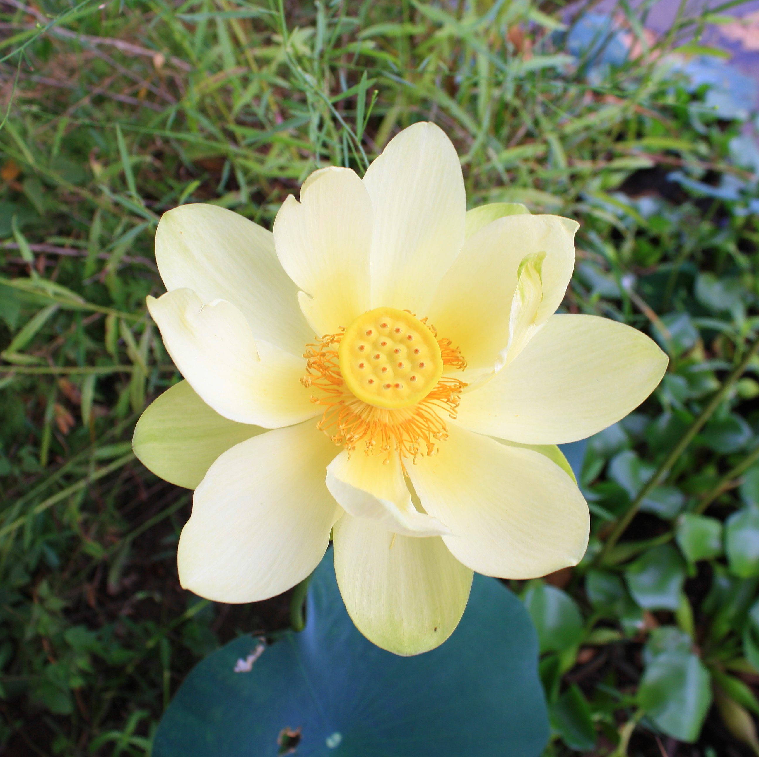 Amerikansk lotusblomst Bakgrunner