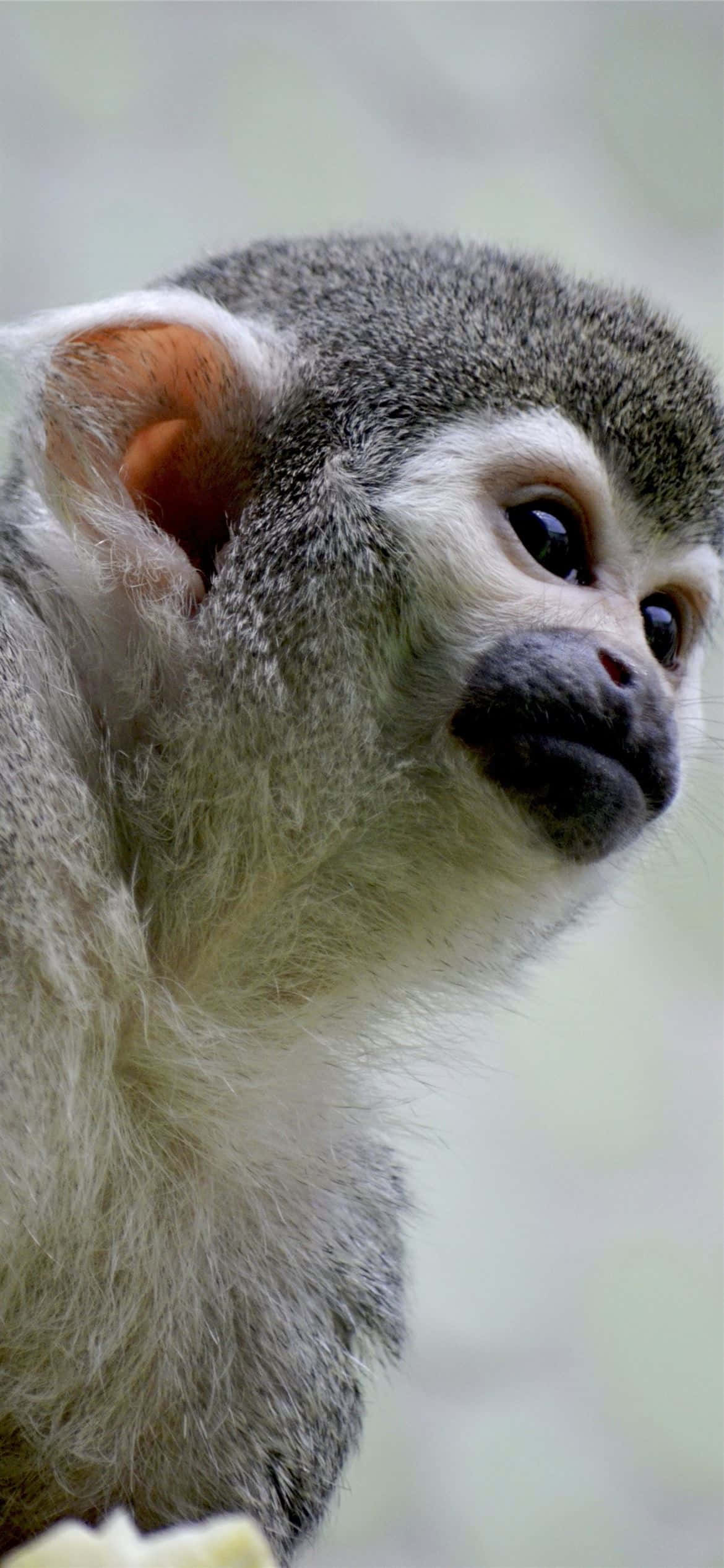 Android Gibbon på lilla bakgrunn. Bakgrunner