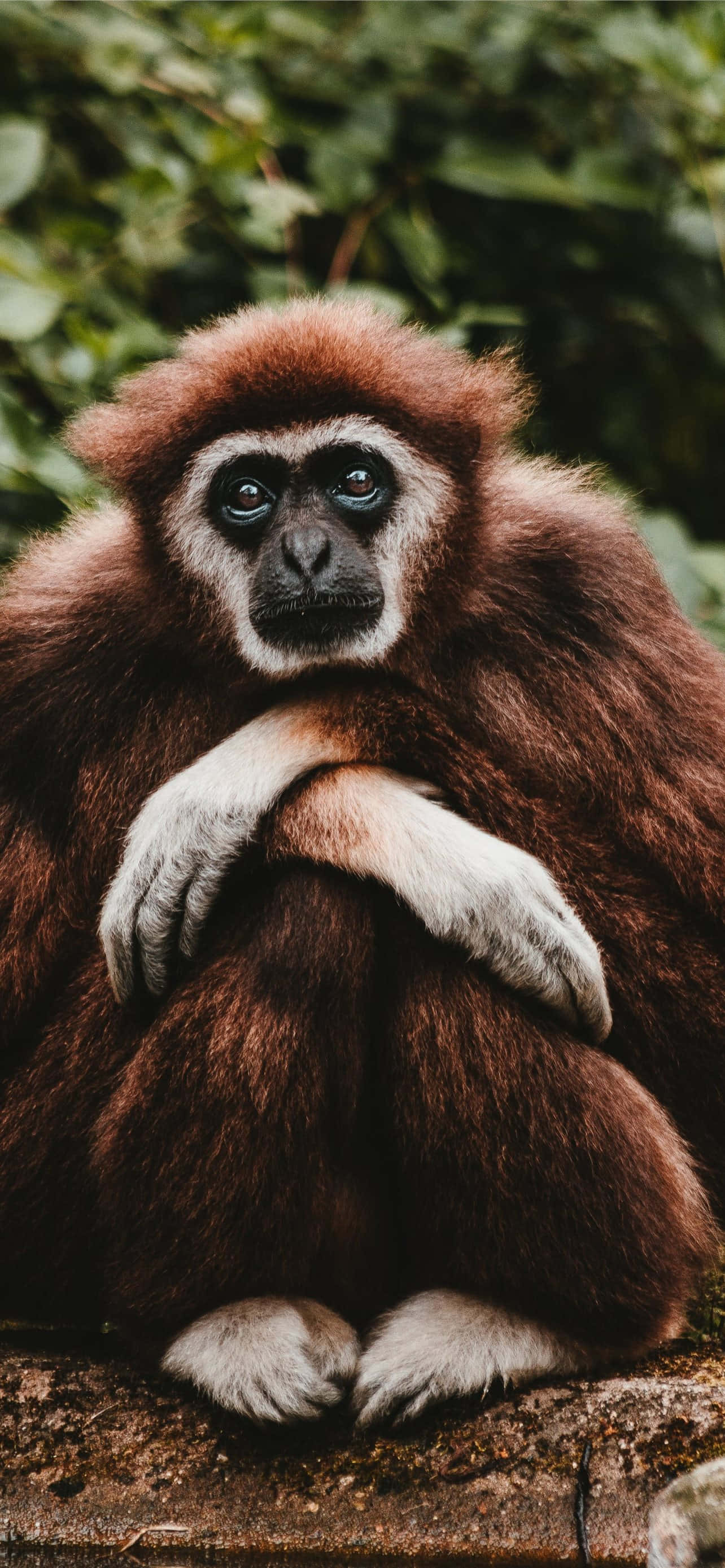 Android Gibbon tar deg inn i fremtiden for mobilteknologi Bakgrunner