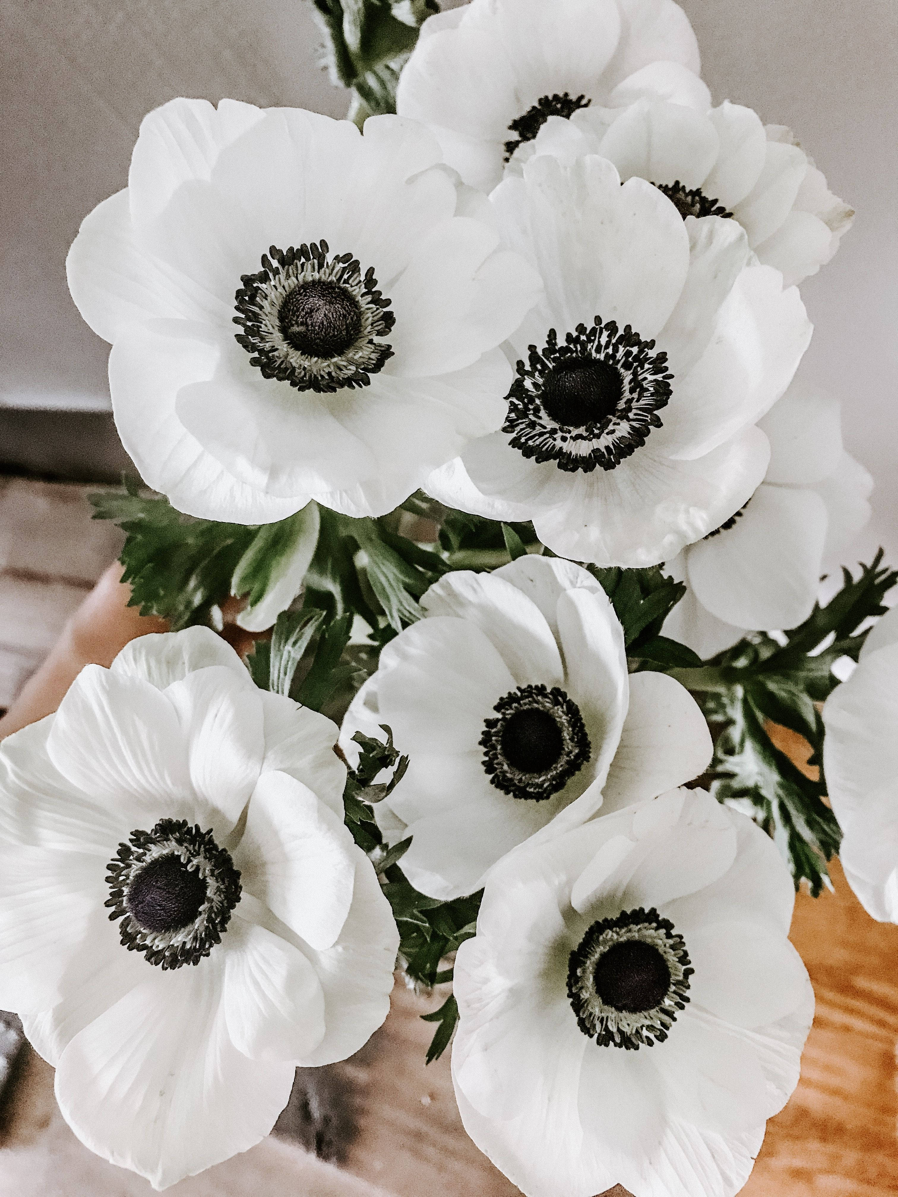 Anemoneblomst i full blomst Bakgrunner