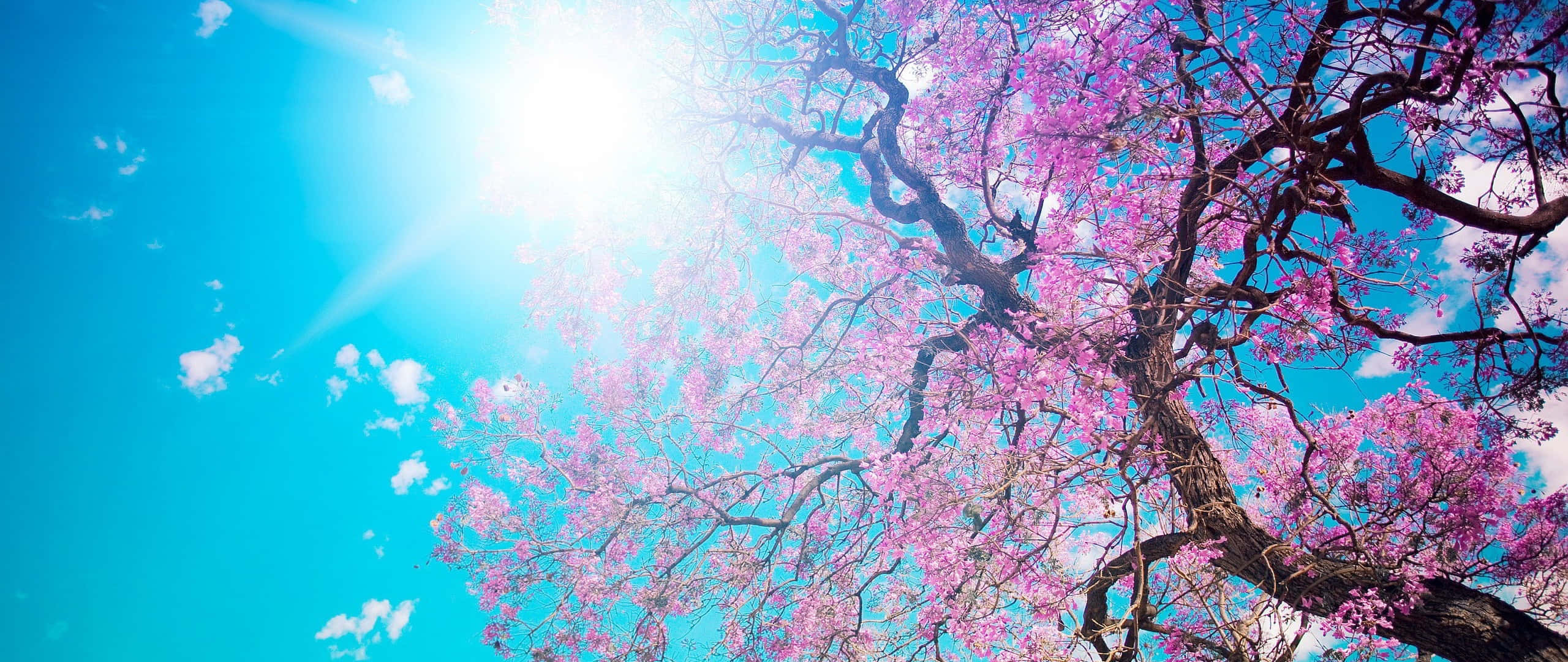 Anime-scene med kirsebærblomster og solskinn Bakgrunner