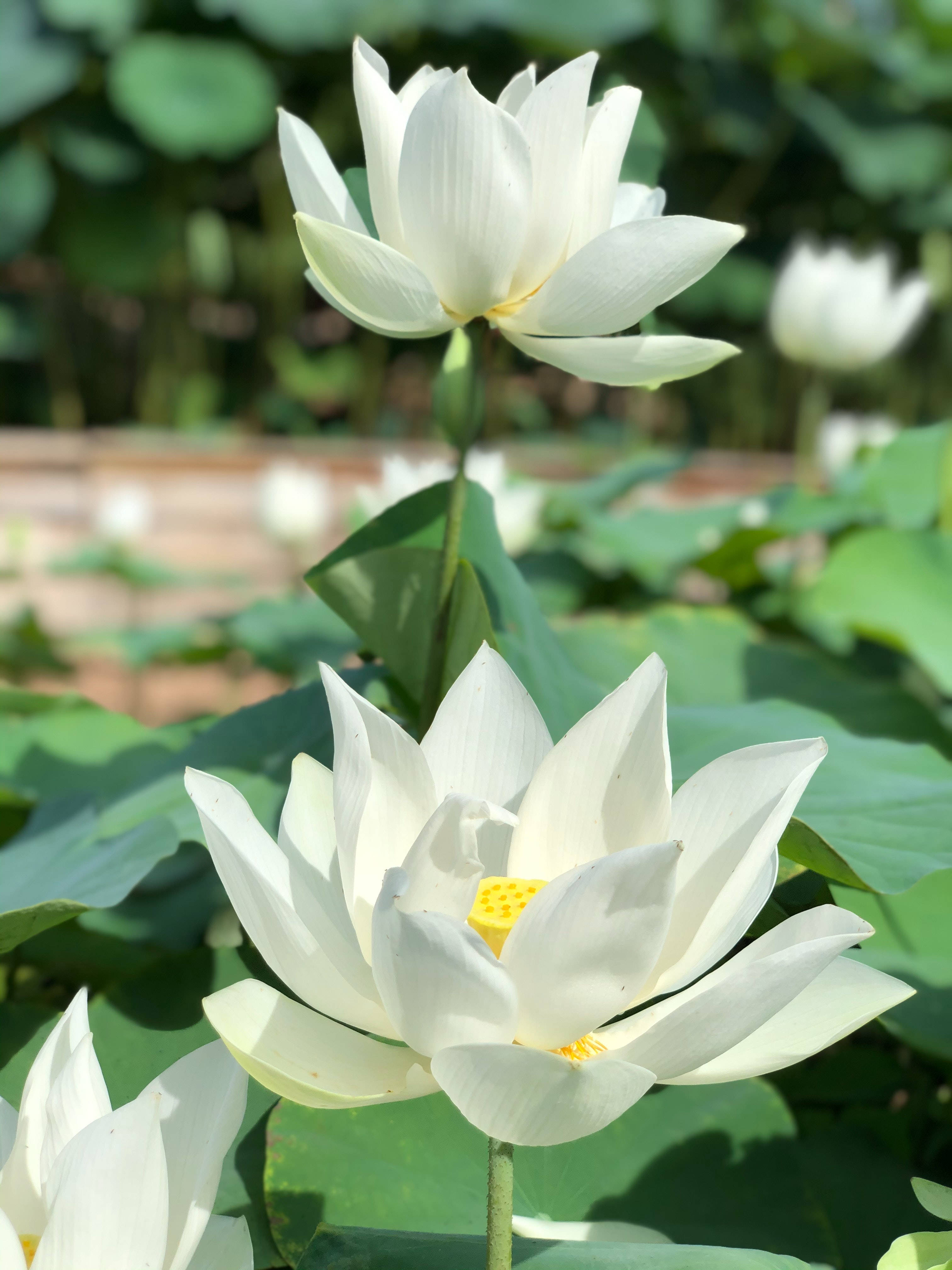 Asiatisk lotusblomst Bakgrunner