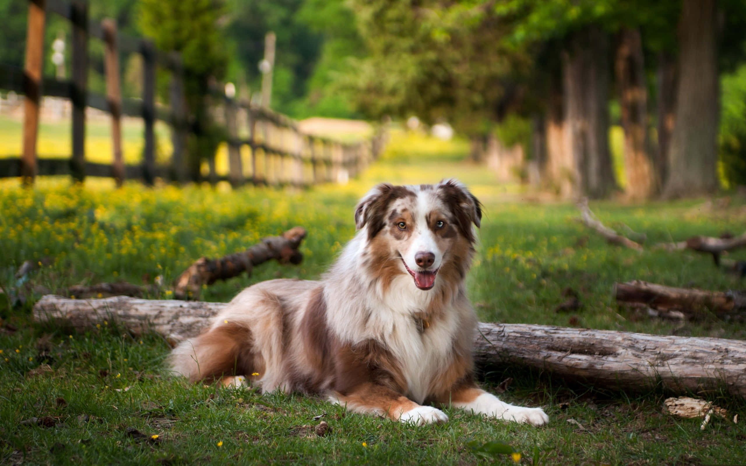 Australsk gjeterhund på en tømmerstokk Bakgrunner