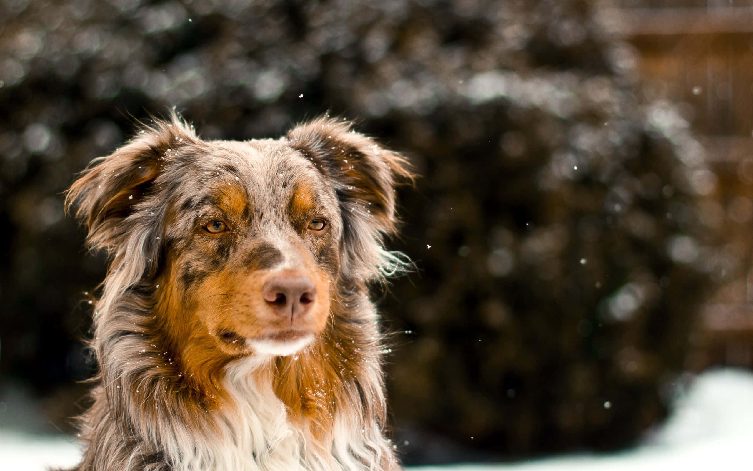 Australsk gjeterhund i vintersnø Bakgrunner