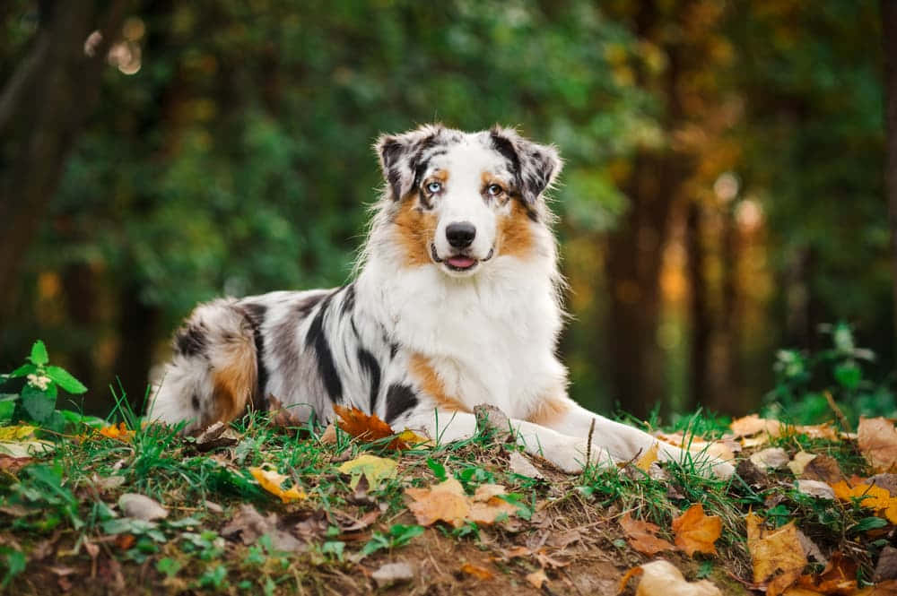 Australsk gjeterhund nostalgisk høstbilde Bakgrunner