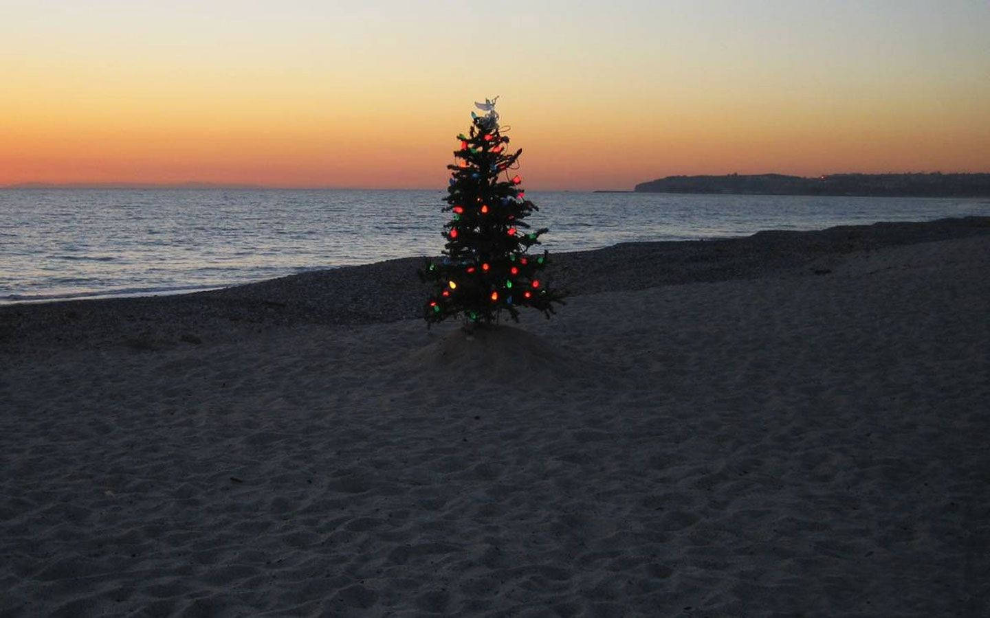 Australsk juletre på stranden Bakgrunner