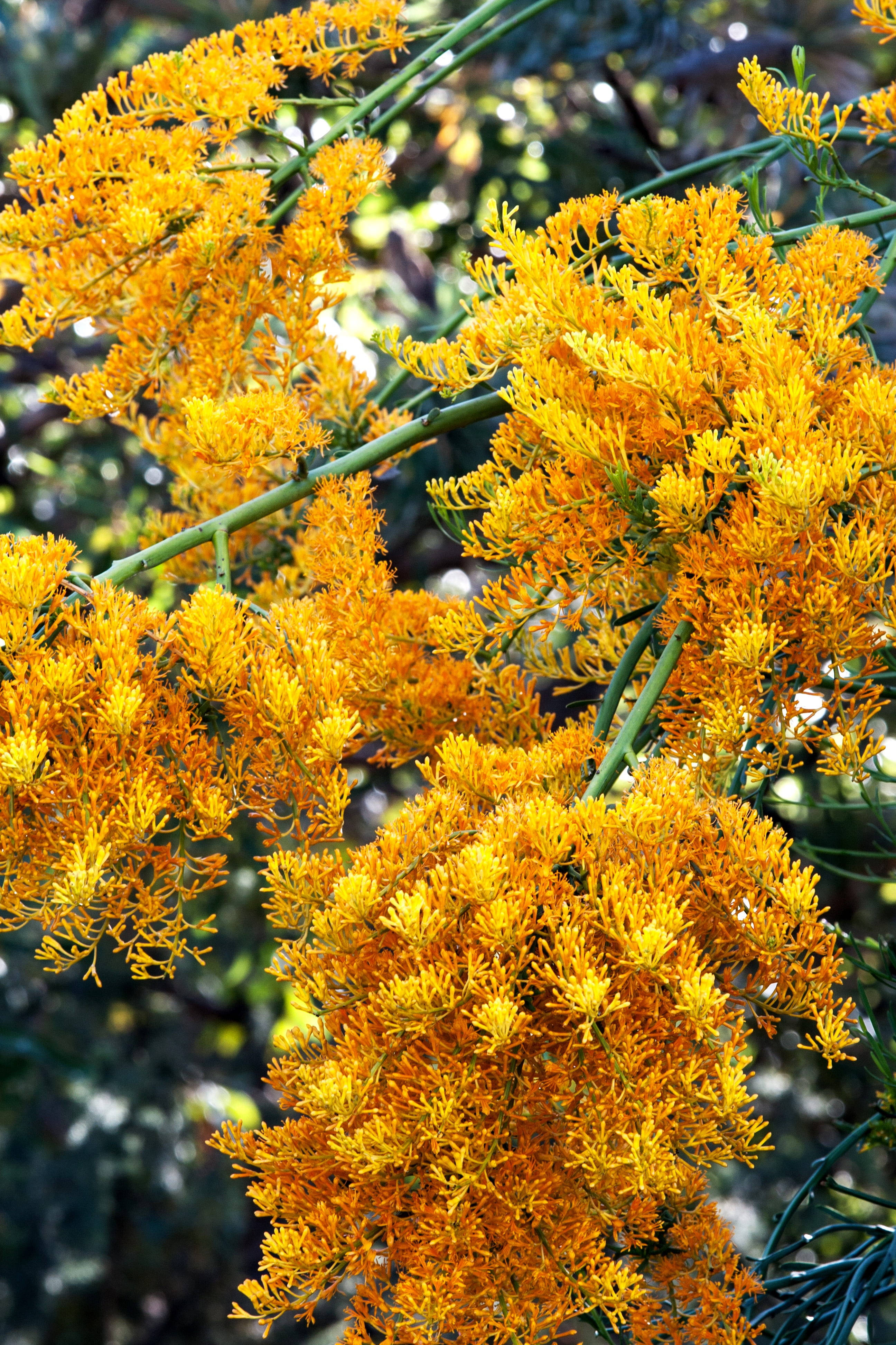 Australske juleblomster i gult Bakgrunner