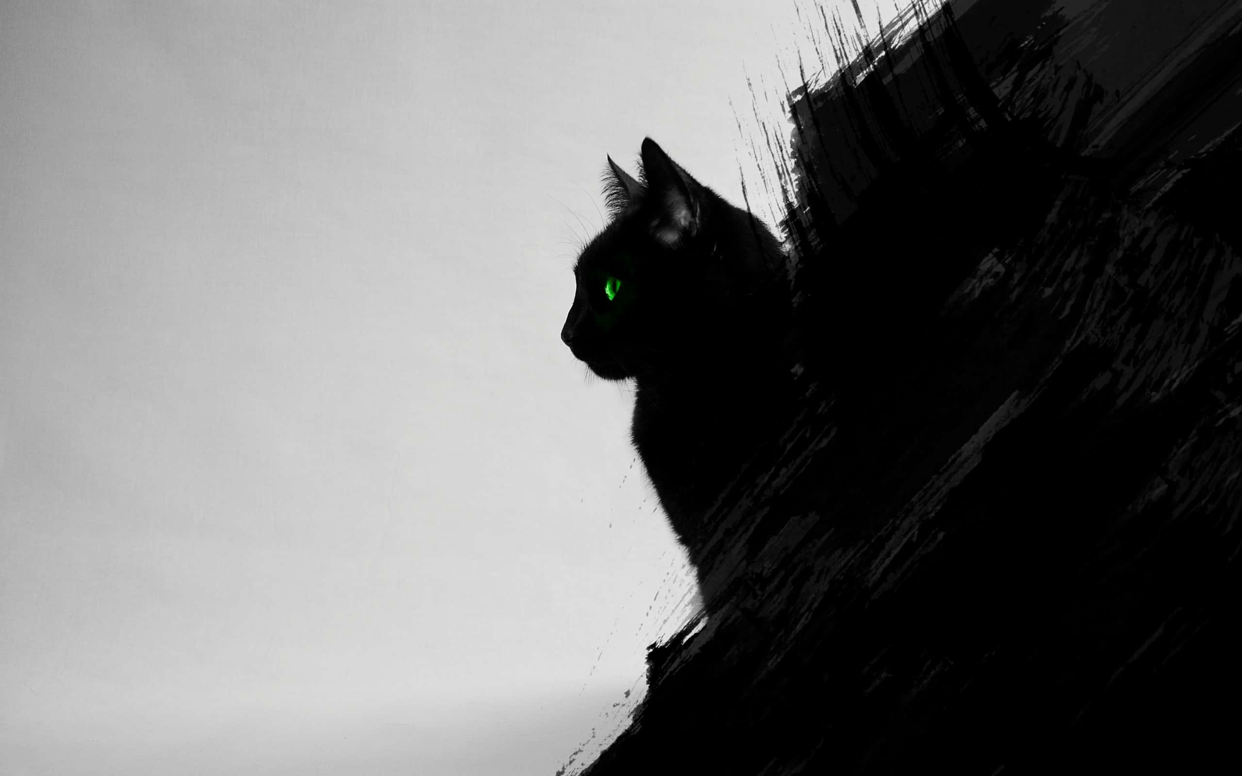 Avslappet svart katt i solen Bakgrunner